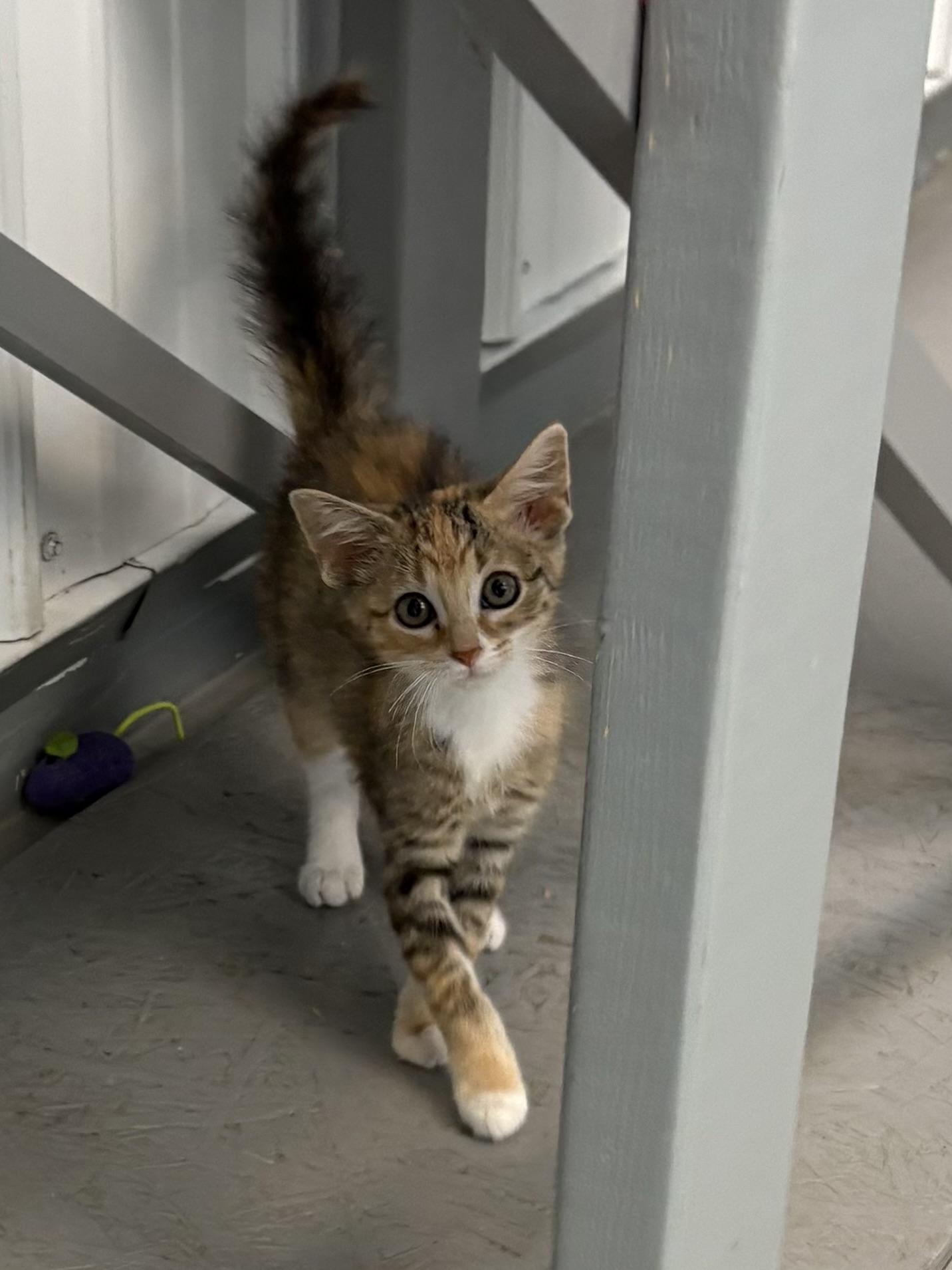 Xena, an adopted American Shorthair in Big Rapids, MI image 1/4