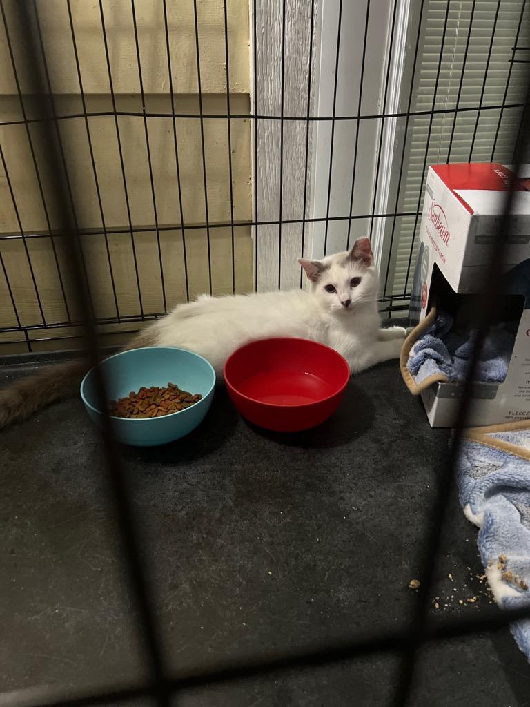 Speckles, Adoptable, Adult Male Domestic Short Hair & Siamese.