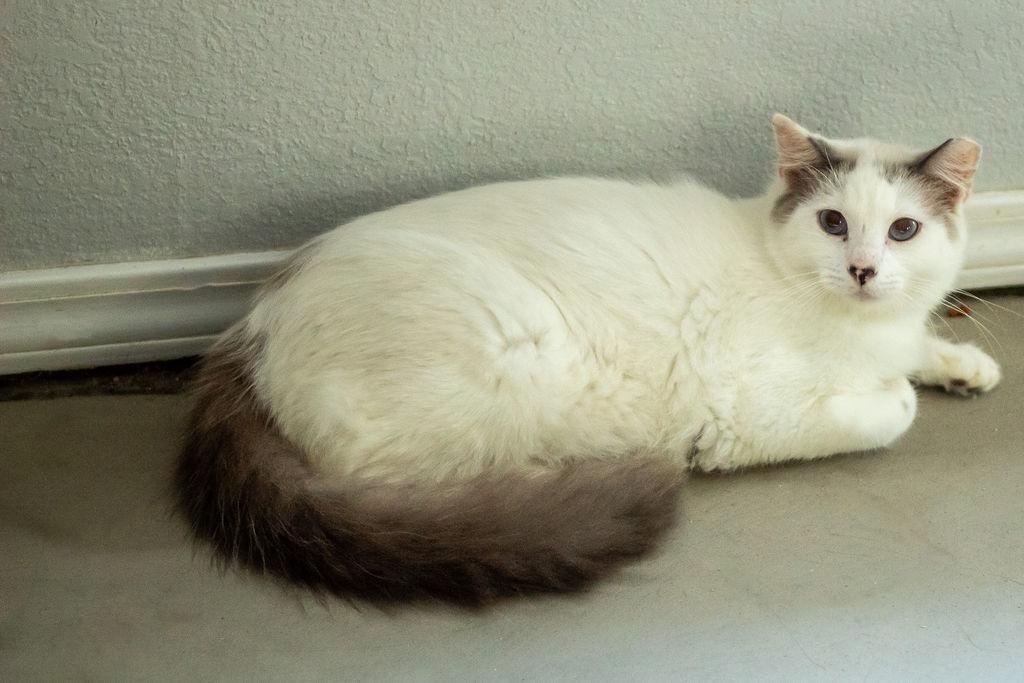 Speckles, Adoptable, Adult Male Domestic Short Hair & Siamese.