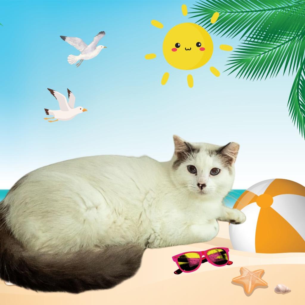 Speckles, Adoptable, Adult Male Domestic Short Hair & Siamese.