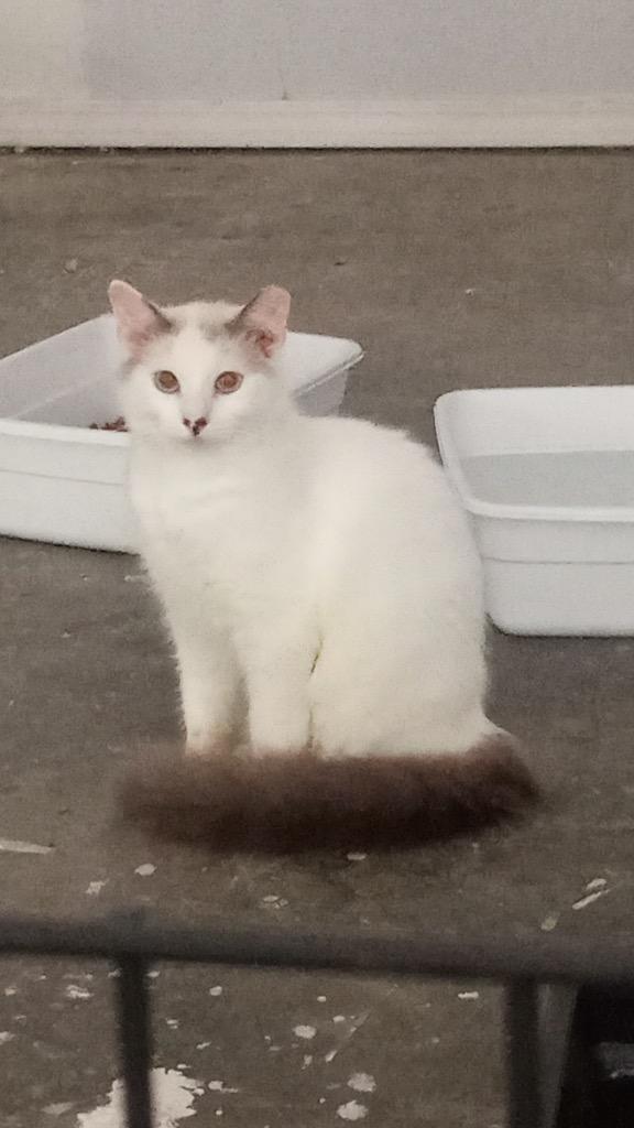 Enlarge Speckles, a Adoptable mixed breed in Richland Hills, TX image 3/5