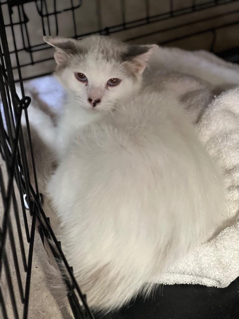 Enlarge Speckles, a Adoptable mixed breed in Richland Hills, TX image 4/5