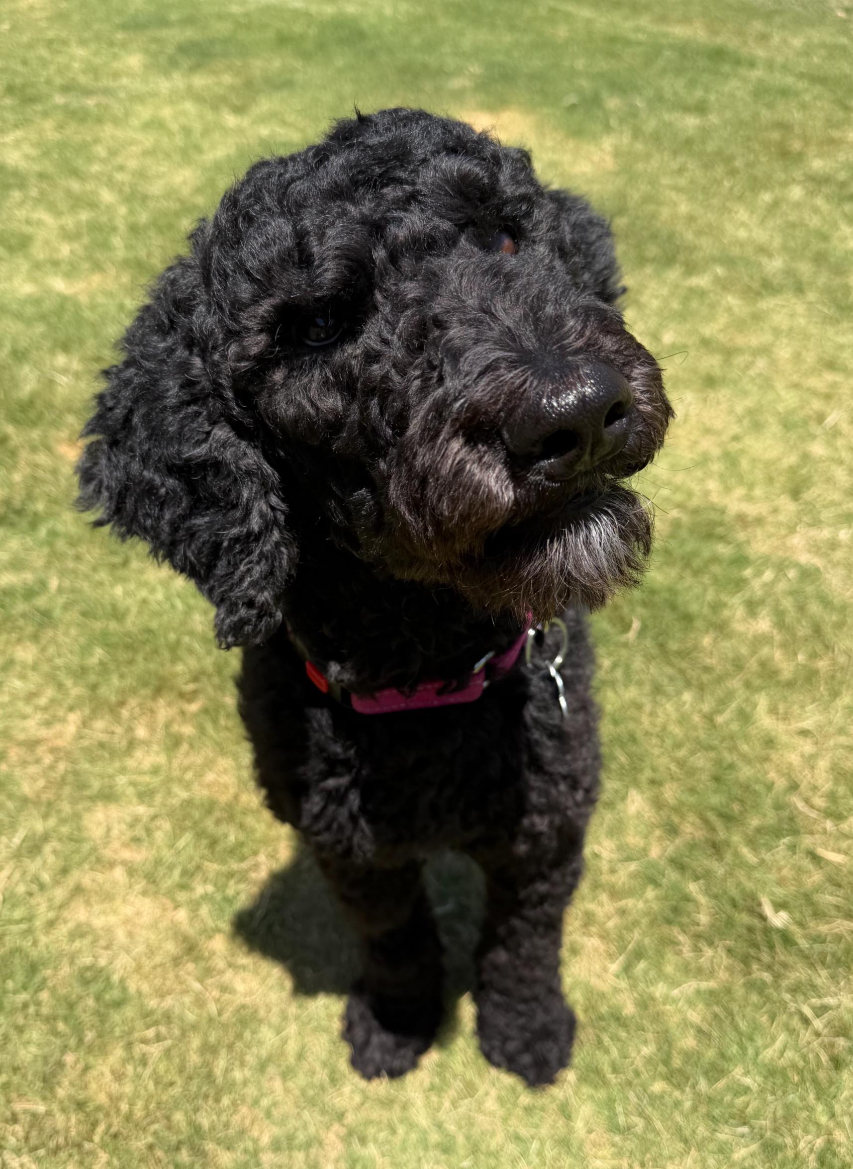 Enlarge Bridgette, a Adoptable Poodle in Garland, TX image 2/4