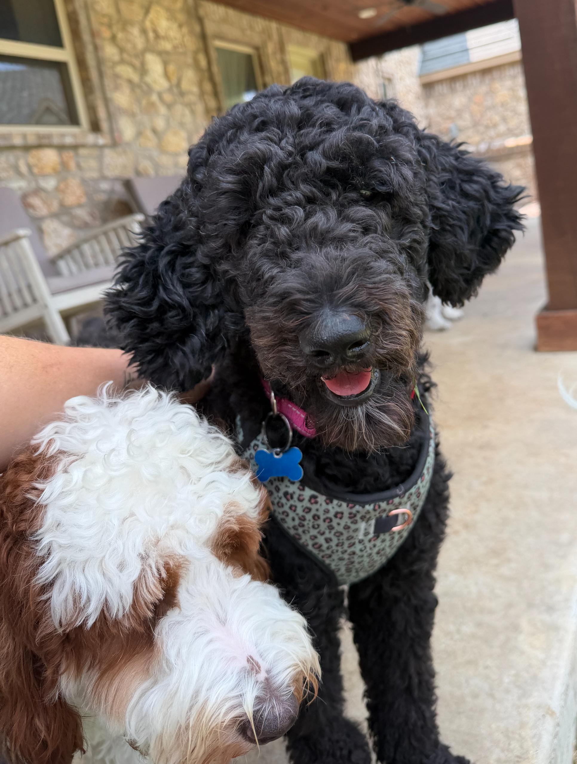 Enlarge Bridgette, a Adoptable Poodle in Garland, TX image 4/4