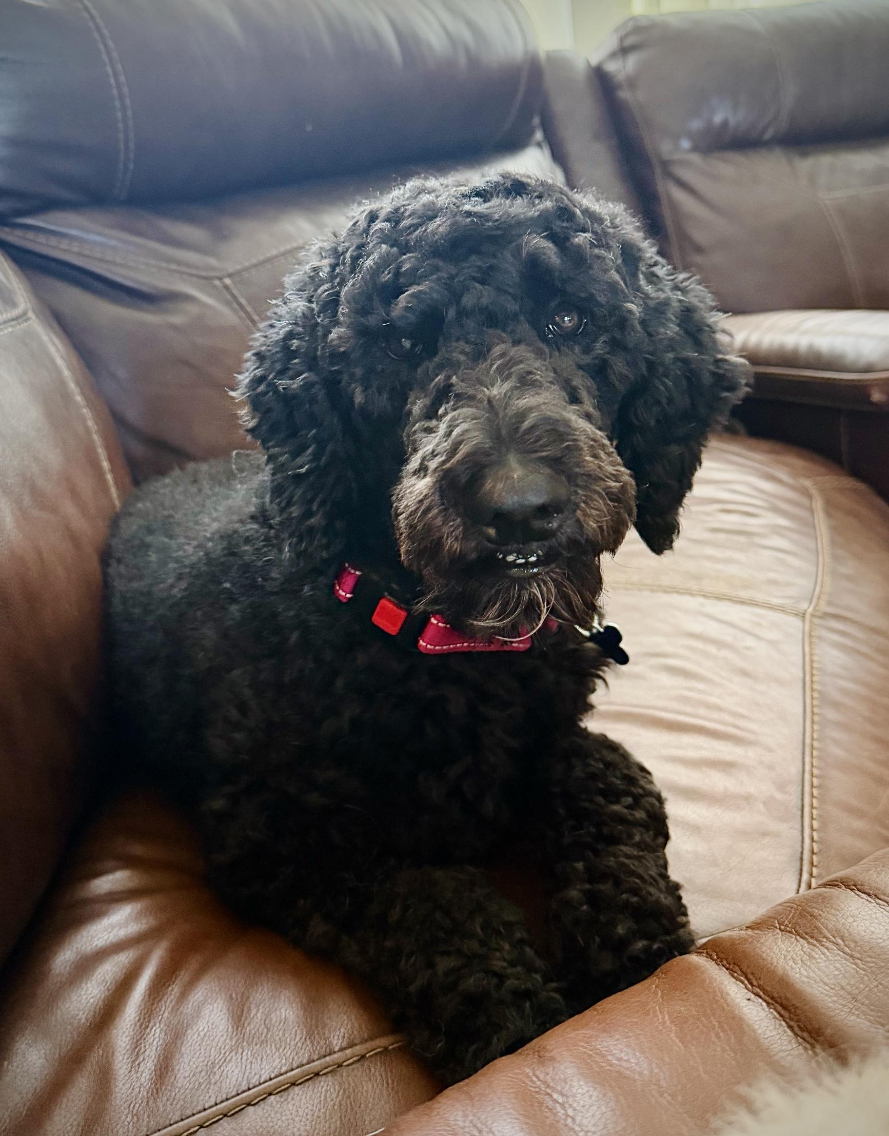 Enlarge Bridgette, a Adoptable Poodle in Garland, TX image 3/6
