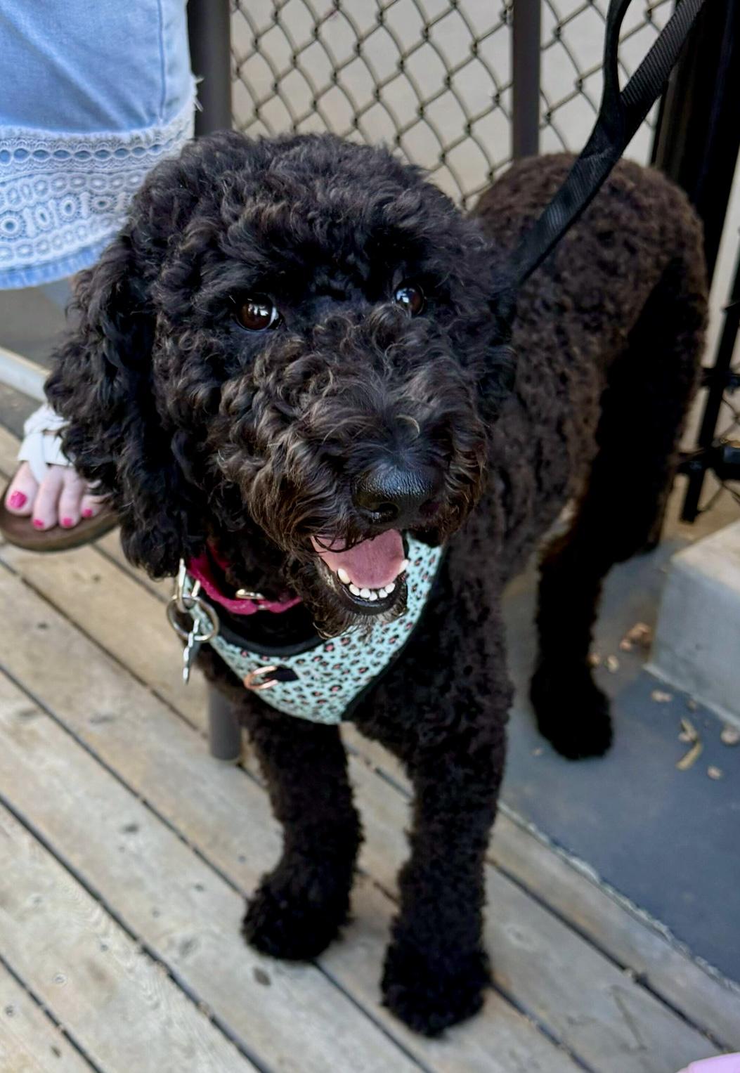 Enlarge Bridgette, a Adoptable Poodle in Garland, TX image 2/6