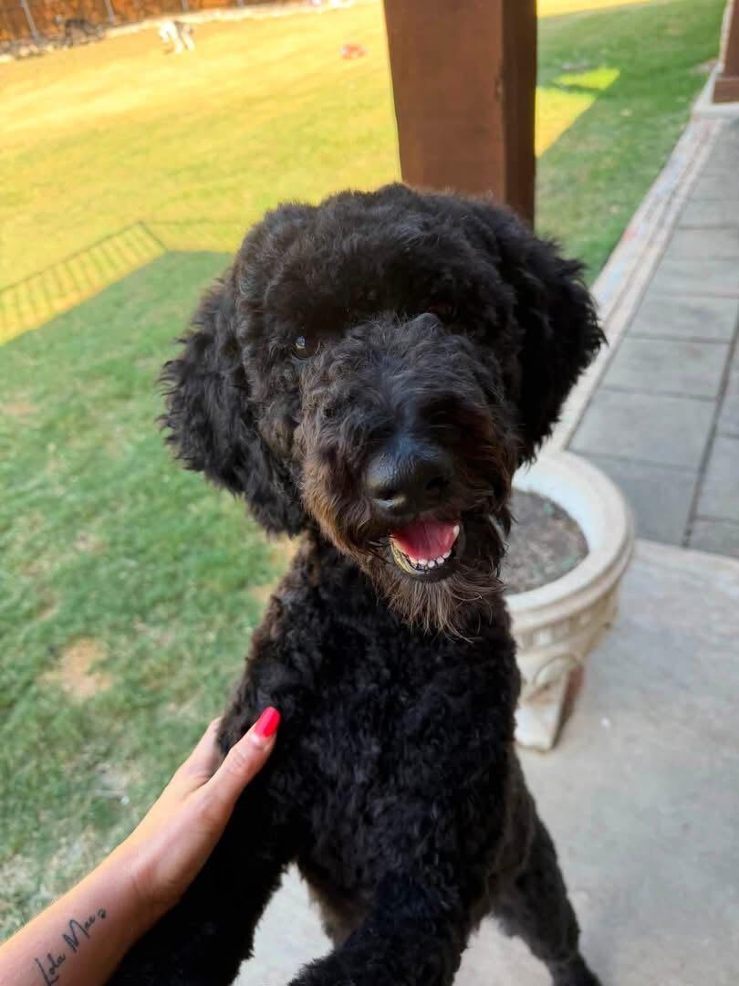Enlarge Bridgette, a Adoptable Poodle in Garland, TX image 3/4