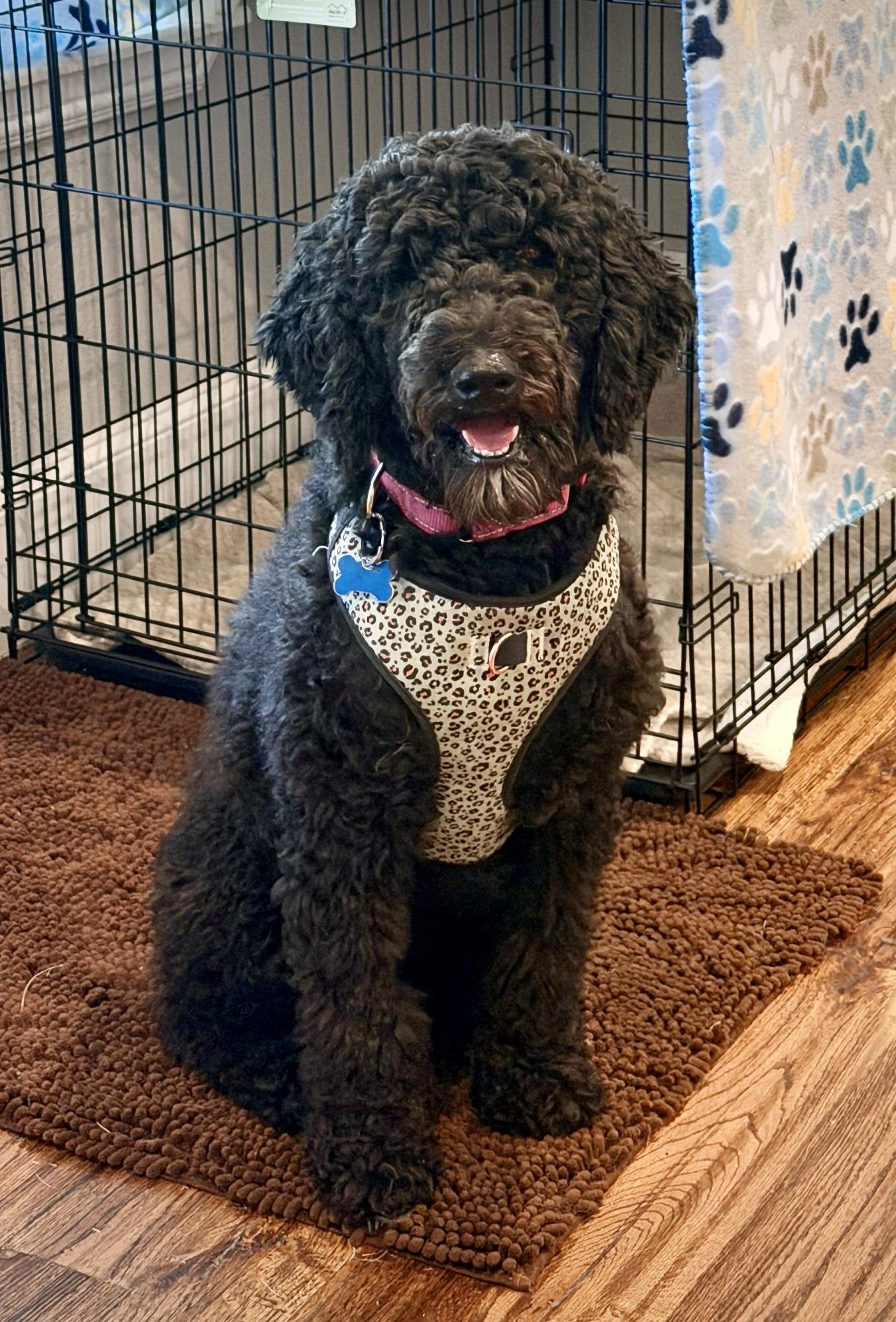 Enlarge Bridgette, a Adoptable Poodle in Garland, TX image 6/6