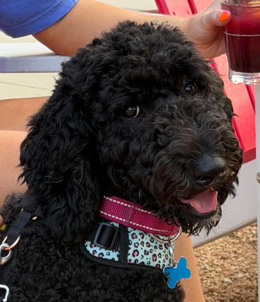 Bridgette, Adoptable, Young Female Poodle.