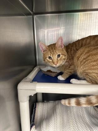 Milo Luigi — thumbnail 2