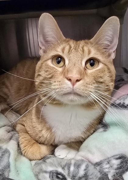 Milo Luigi — thumbnail 3