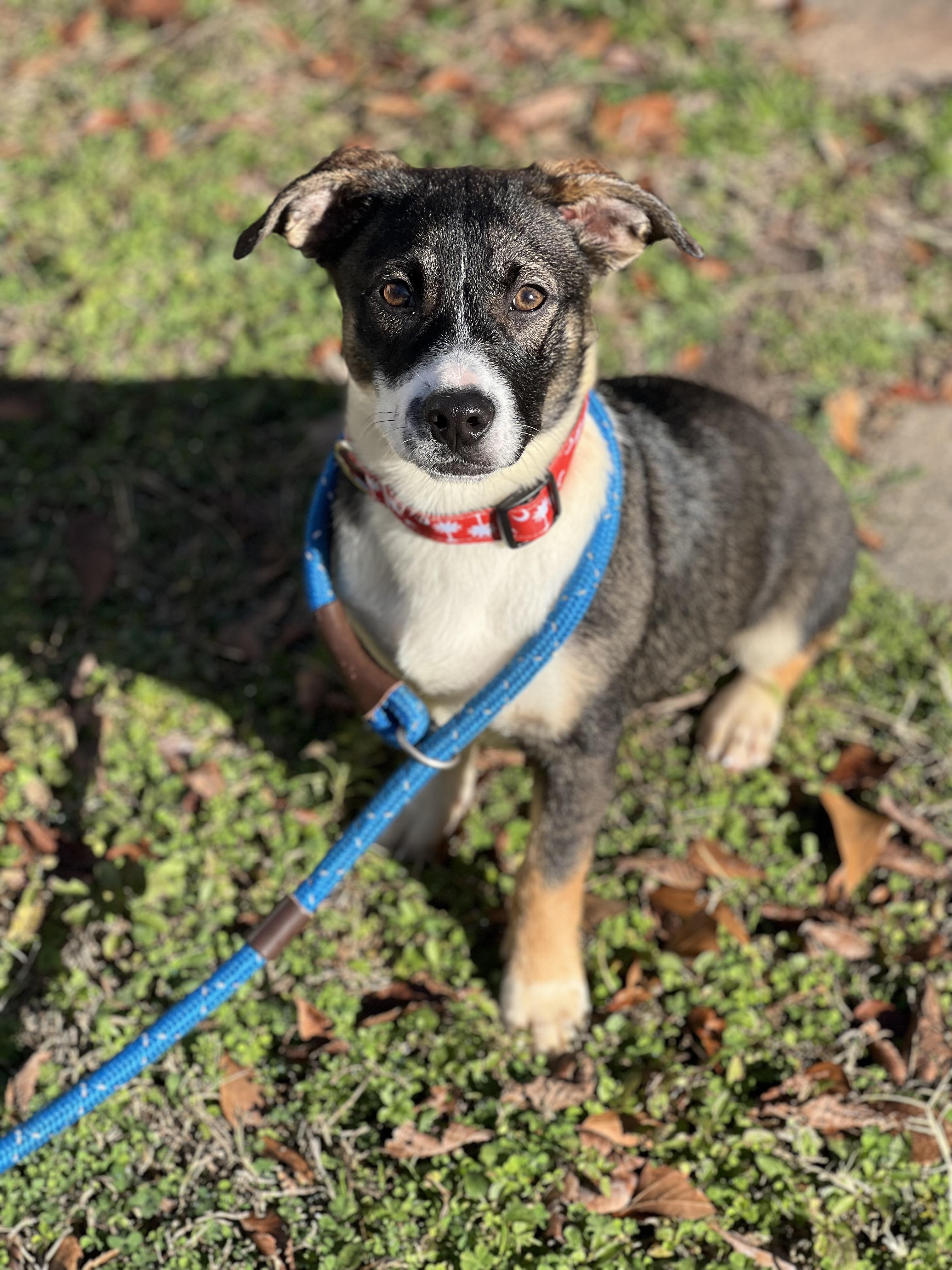 Enlarge Noodle, a ADOPTABLE Mixed Breed in Mt Pleasant, SC image 3/6