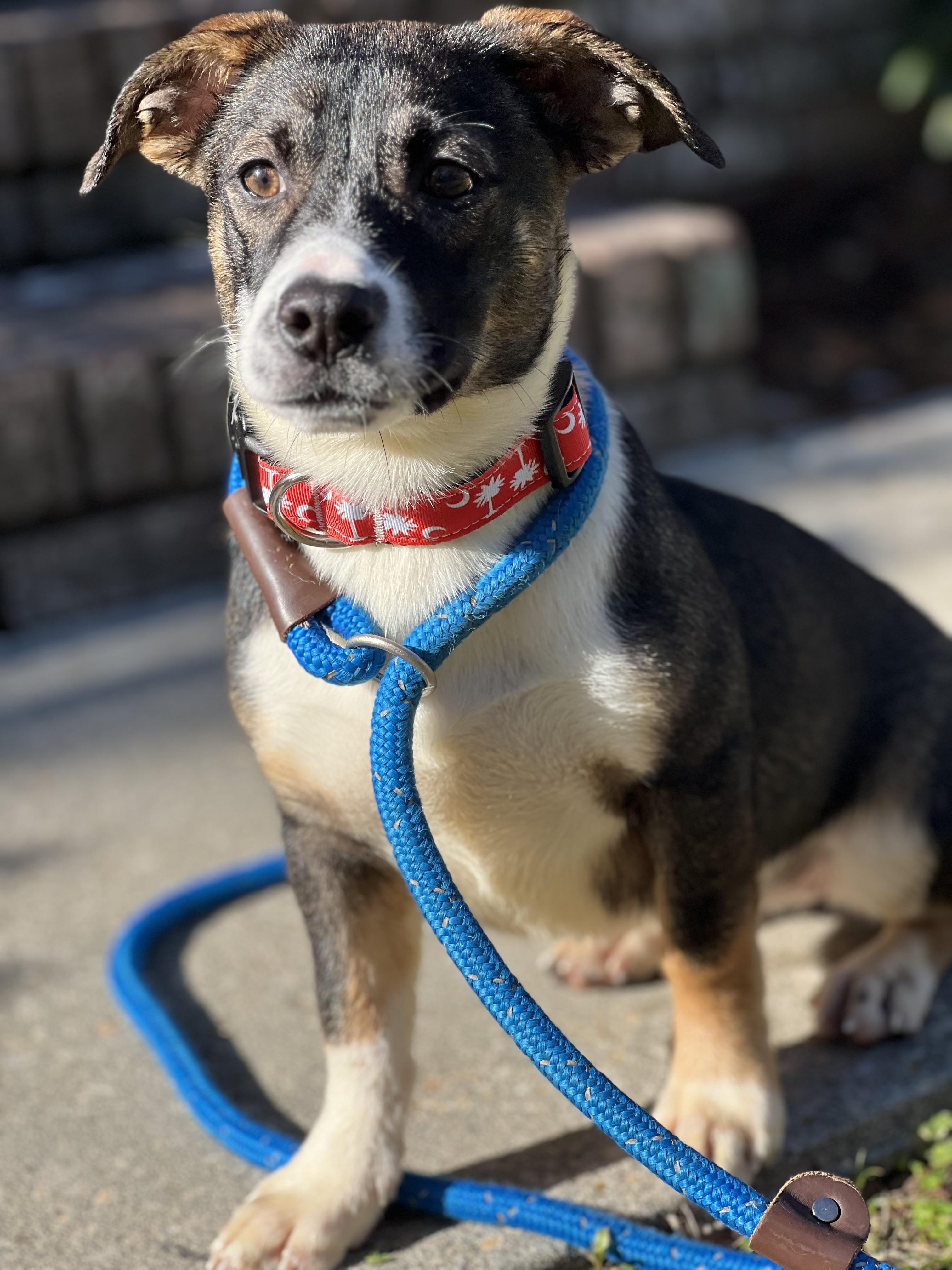 Enlarge Noodle, a ADOPTABLE Mixed Breed in Mt Pleasant, SC image 4/6