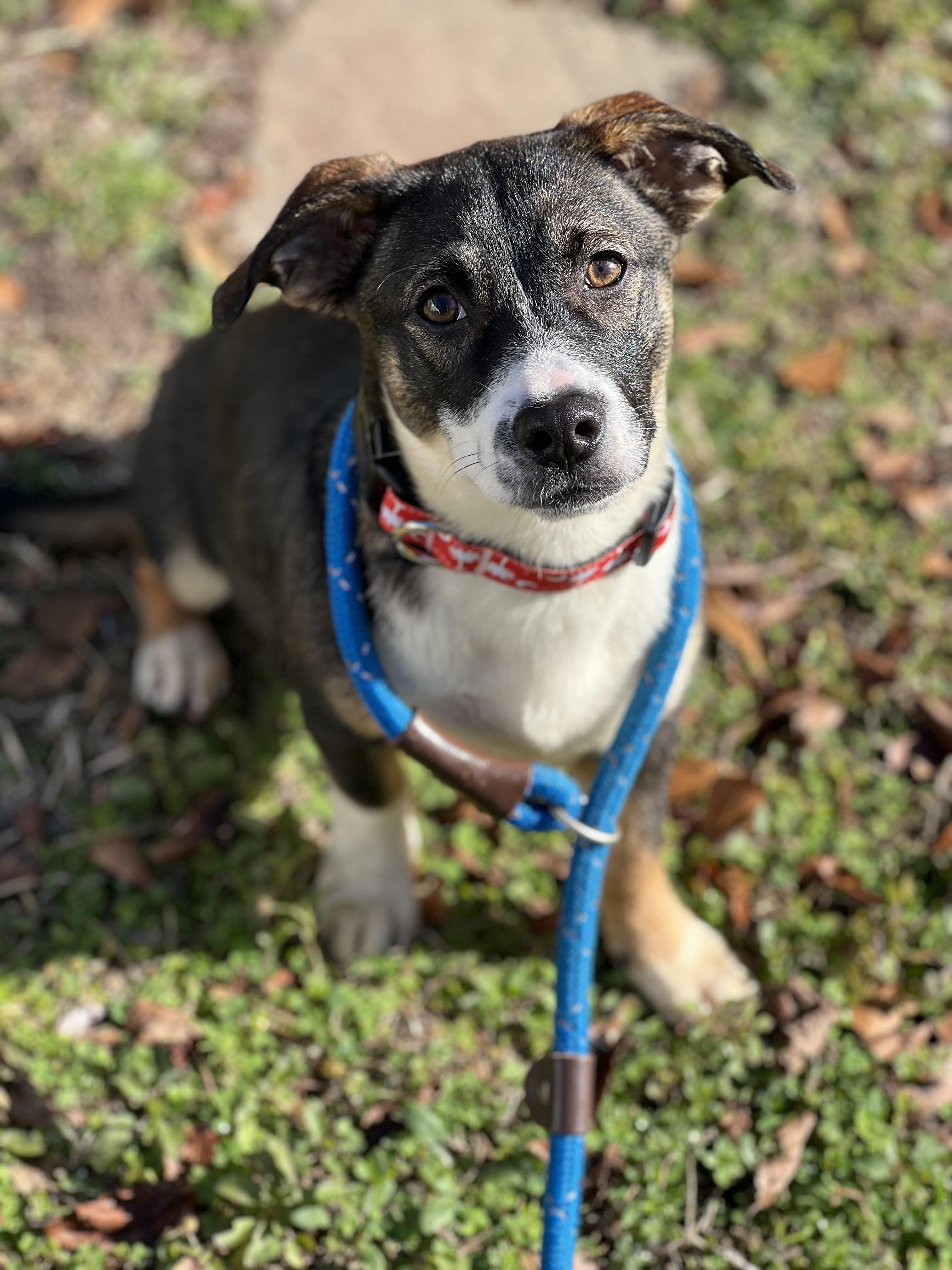 Enlarge Noodle, a ADOPTABLE Mixed Breed in Mt Pleasant, SC image 1/6