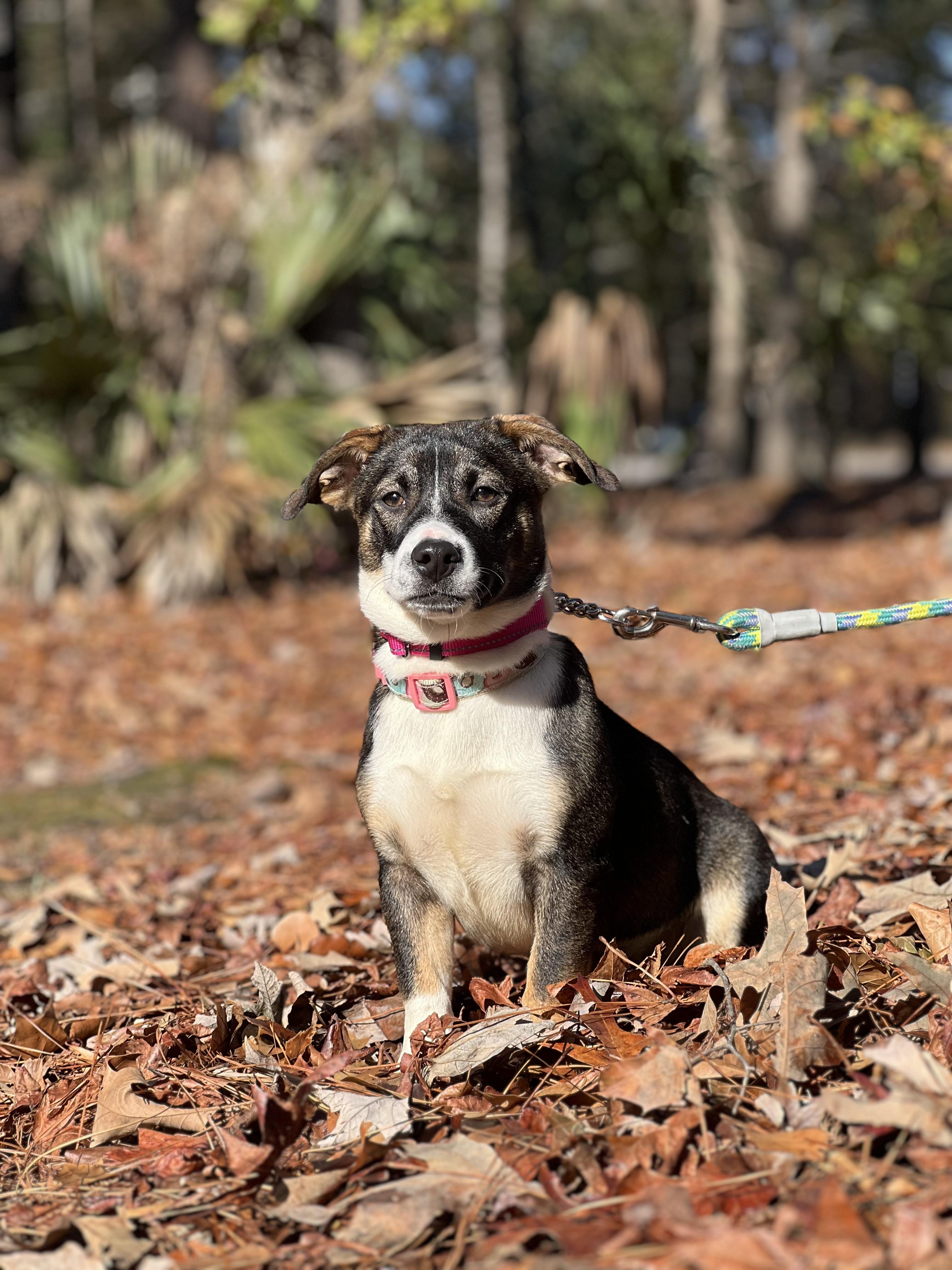 Enlarge Noodle, a ADOPTABLE Mixed Breed in Mt Pleasant, SC image 5/6