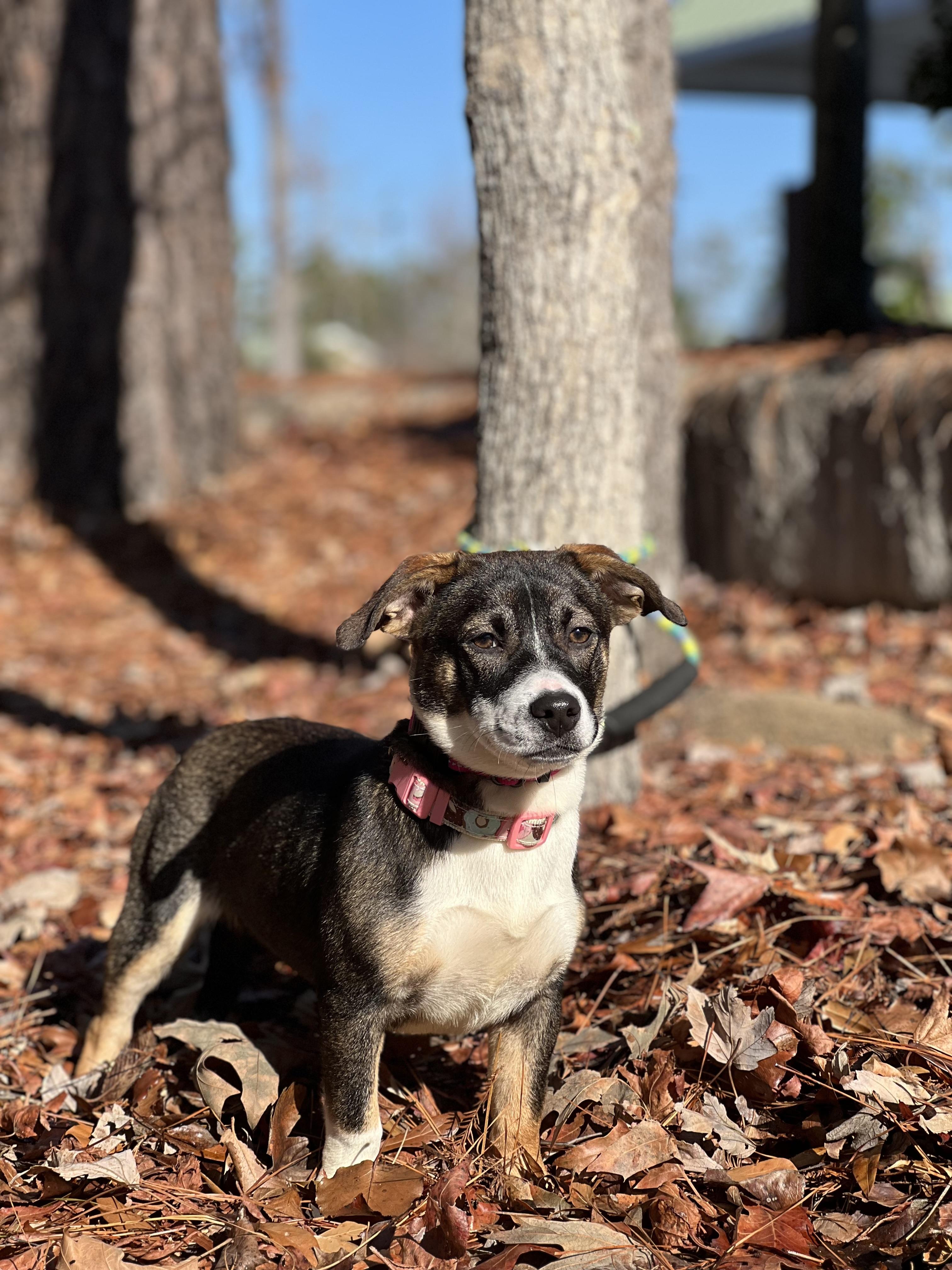 Enlarge Noodle, a ADOPTABLE Mixed Breed in Mt Pleasant, SC image 2/6