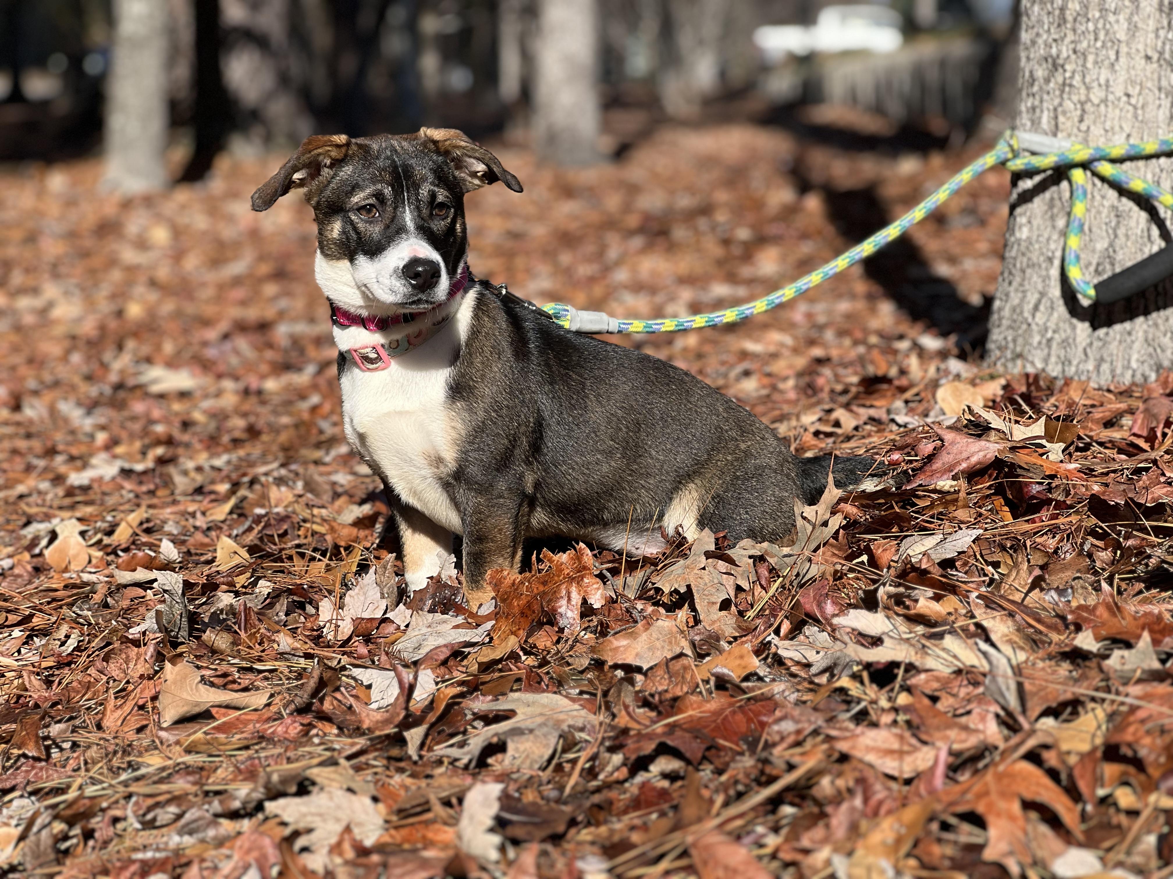 Enlarge Noodle, a ADOPTABLE Mixed Breed in Mt Pleasant, SC image 6/6