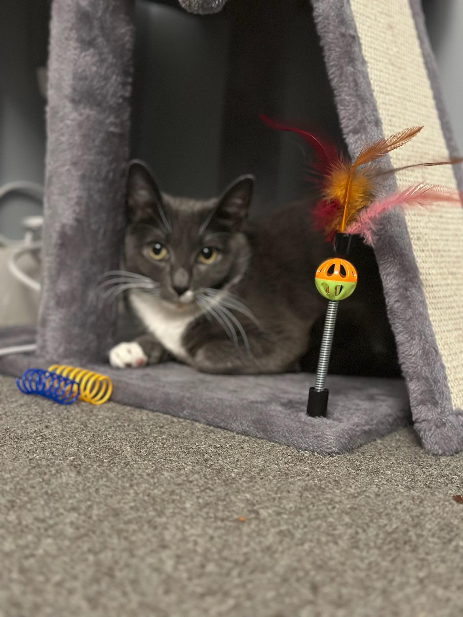 Enlarge Michelin, a Adoptable Domestic Short Hair in Syracuse, NY image 3/4