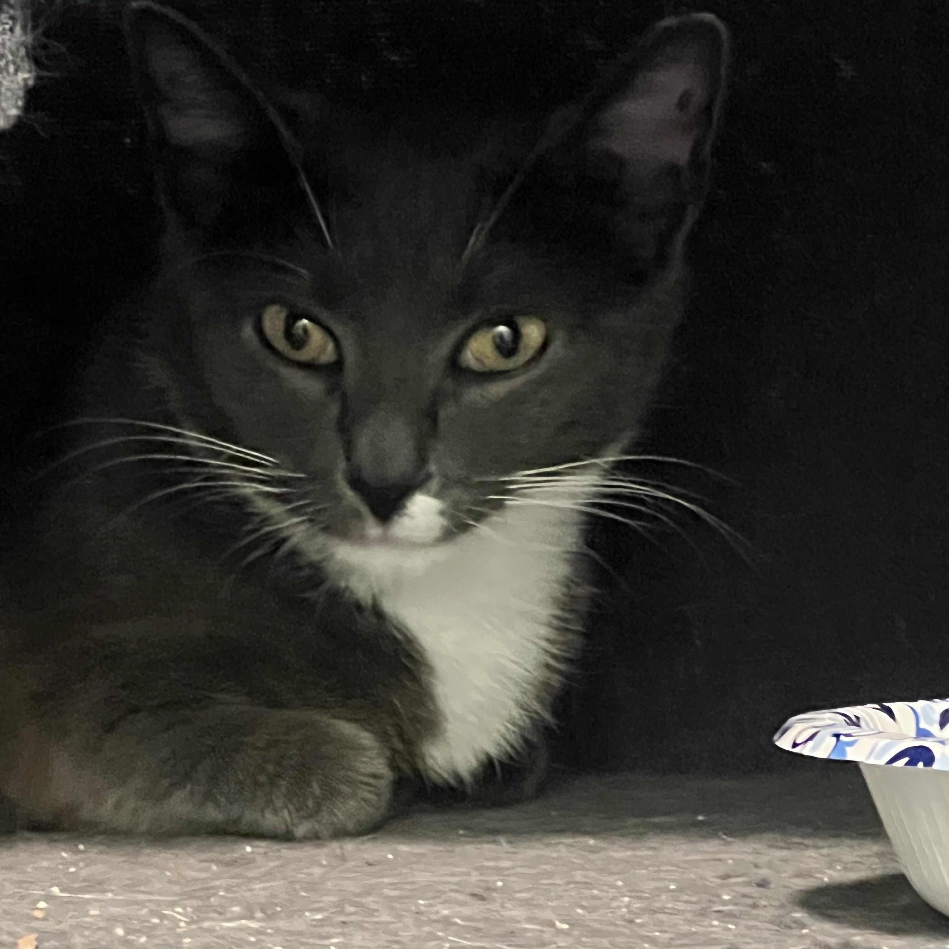 Enlarge Michelin, a Adoptable Domestic Short Hair in Syracuse, NY image 4/4