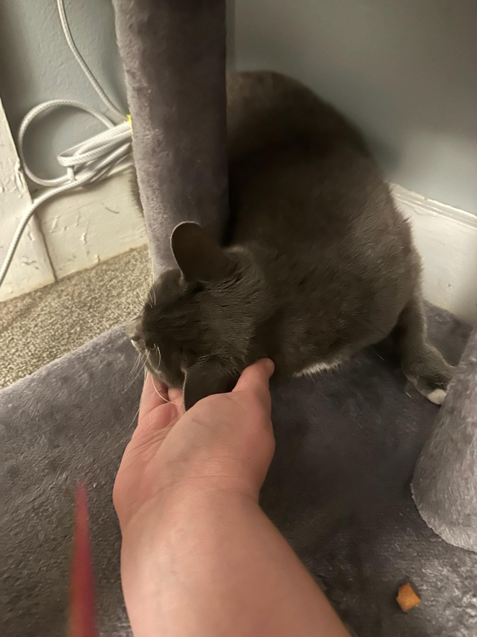 Enlarge Michelin, a Adoptable Domestic Short Hair in Syracuse, NY image 2/4
