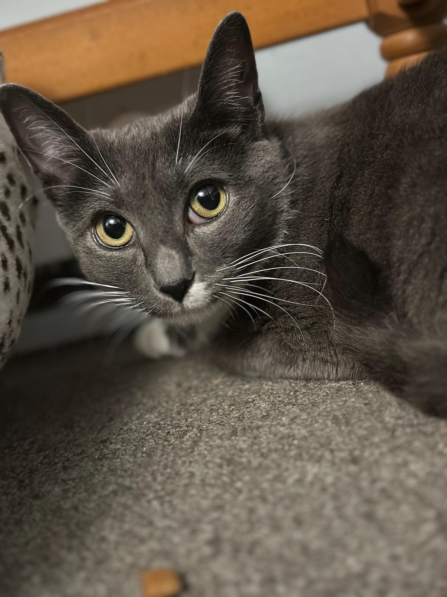 Michelin, Adoptable, Adult Female Domestic Short Hair.
