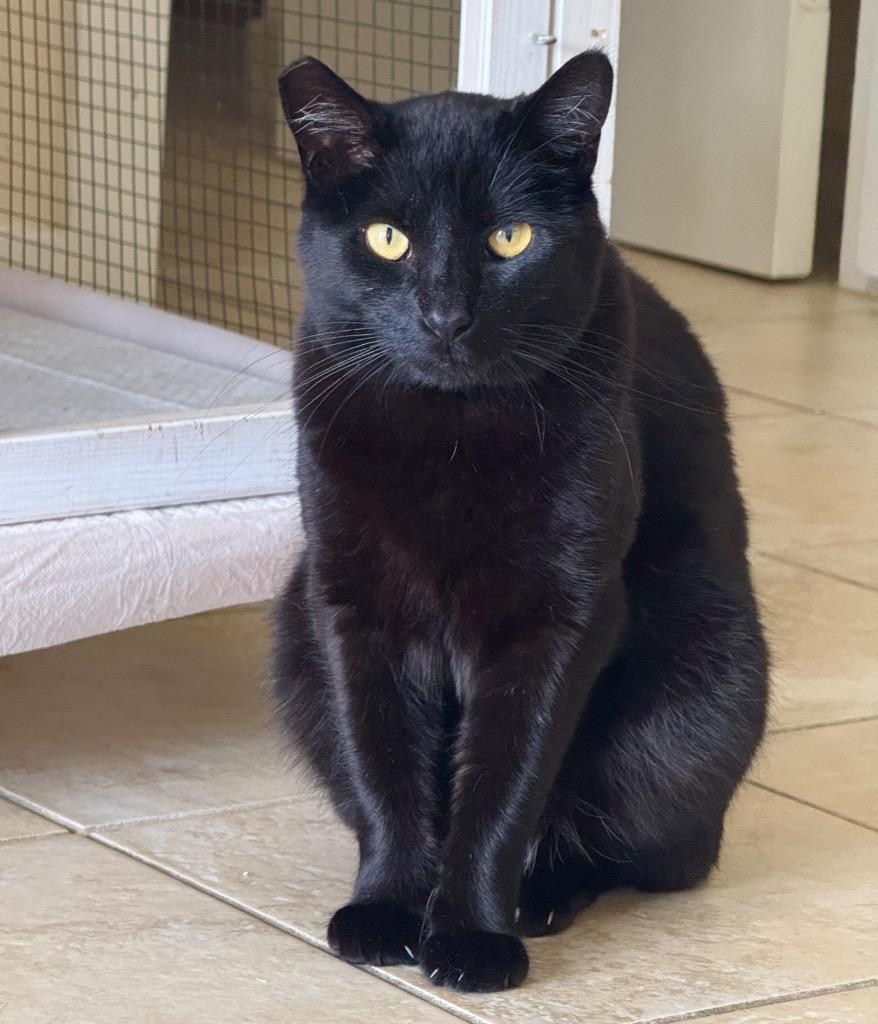 Pepper, a Adoptable mixed breed in Cambria, CA image 1/5