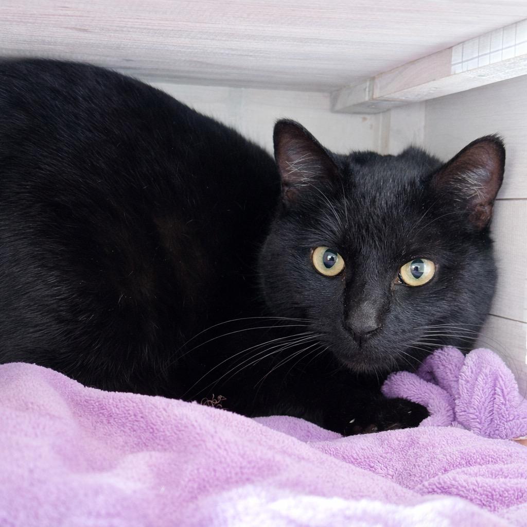 Pepper, Adoptable, Young Female Domestic Short Hair.