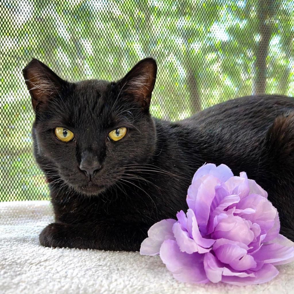 Enlarge Pepper, a Adoptable mixed breed in Cambria, CA image 1/3