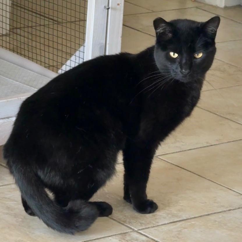 Pepper, a Adoptable mixed breed in Cambria, CA image 2/4