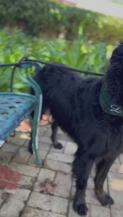 Enlarge Marcus, a Adopted mixed breed in Lake Forest, IL video 6/11