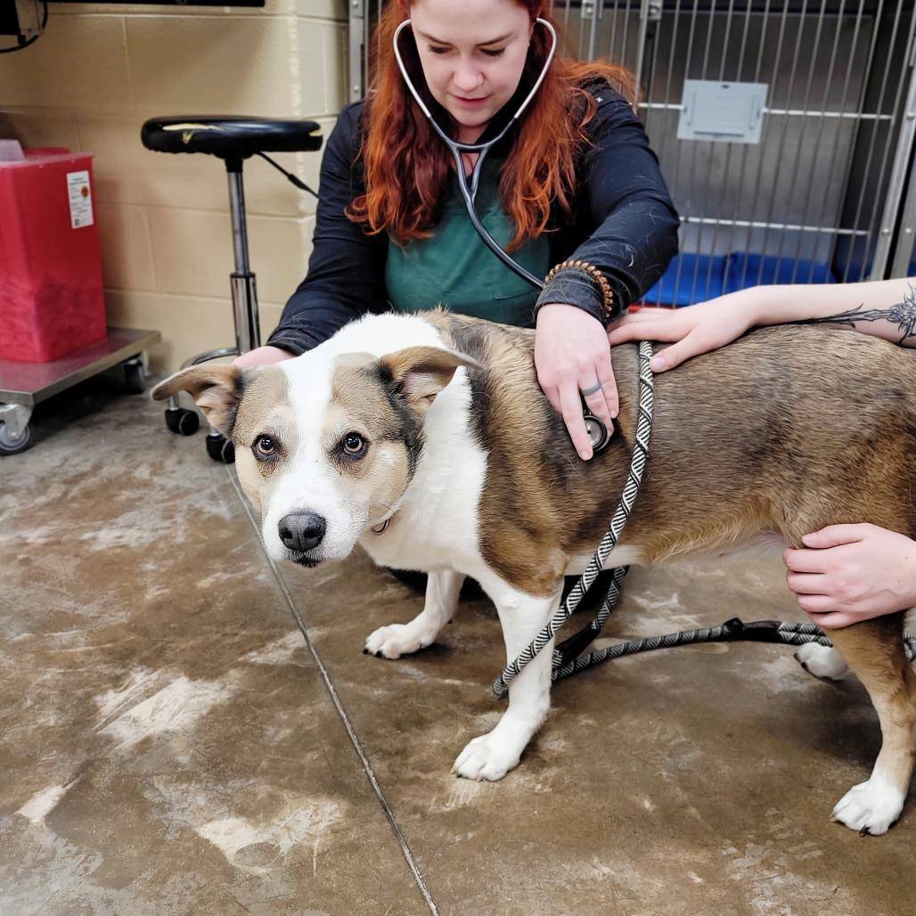 Bambi, a Adoptable Mixed Breed in Fredericksburg, VA image 1/3