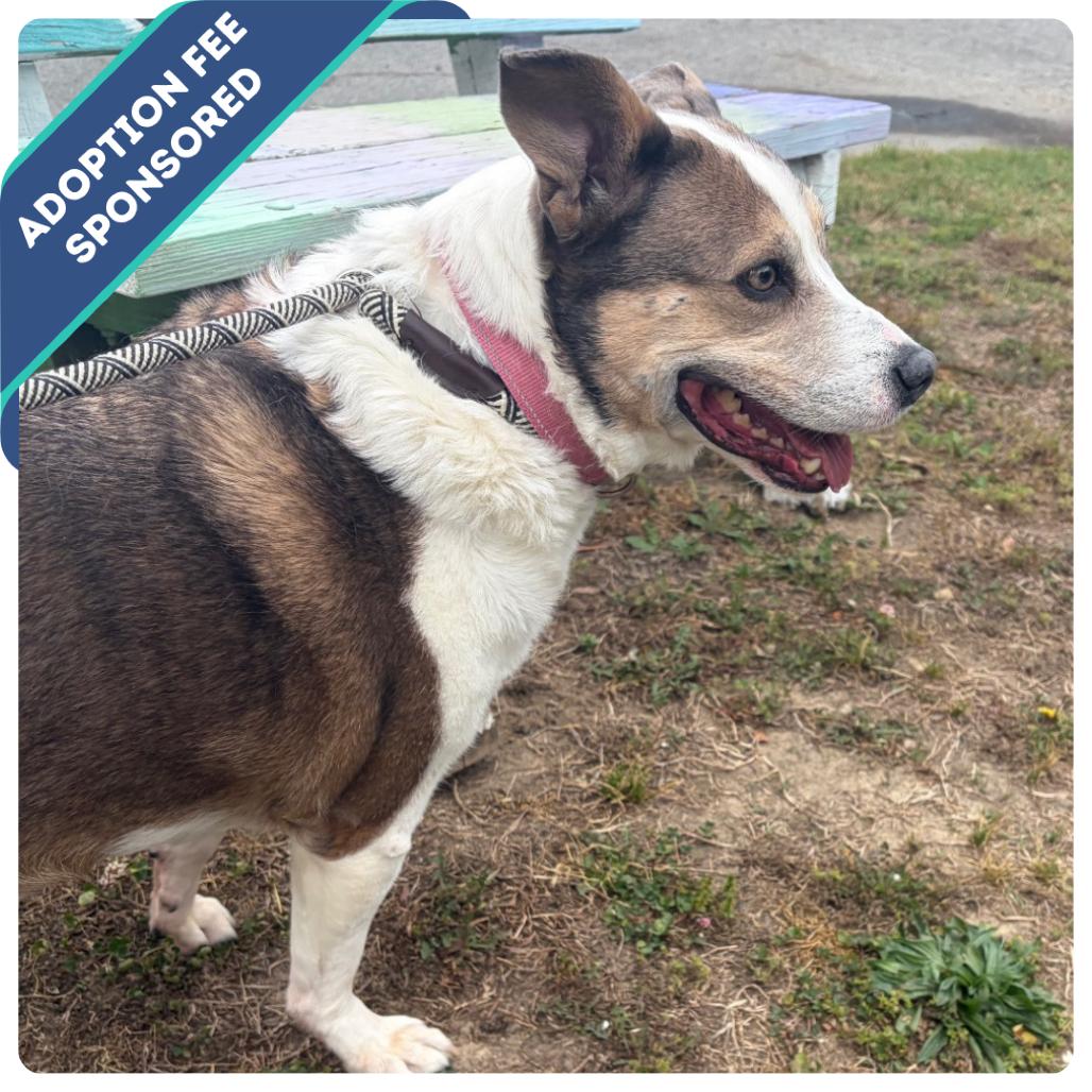 Bambi, a Adoptable Mixed Breed in Fredericksburg, VA image 2/3
