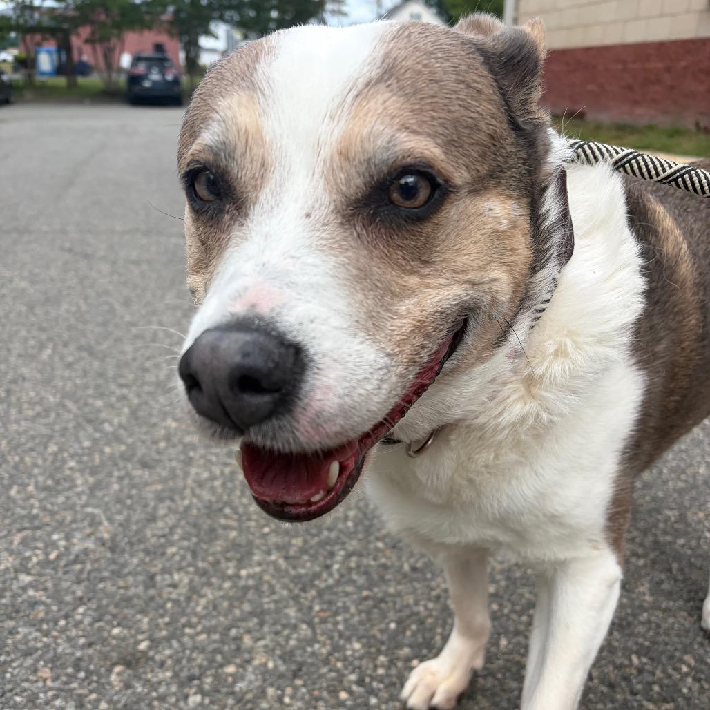 Bambi, a Adoptable Mixed Breed in Fredericksburg, VA image 3/3