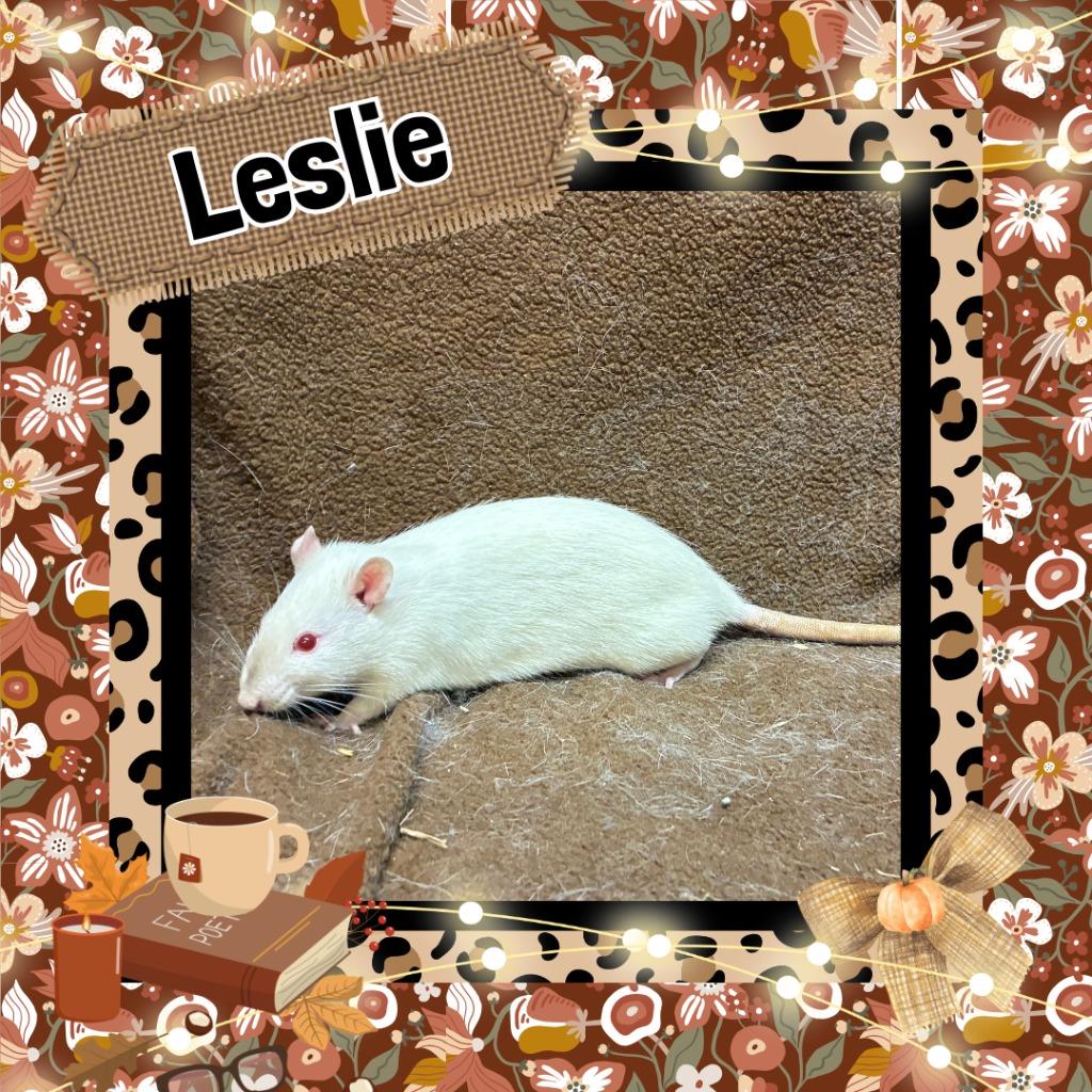 Enlarge Leslie, a Adoptable Rat in Elizabethtown, KY image 1/2