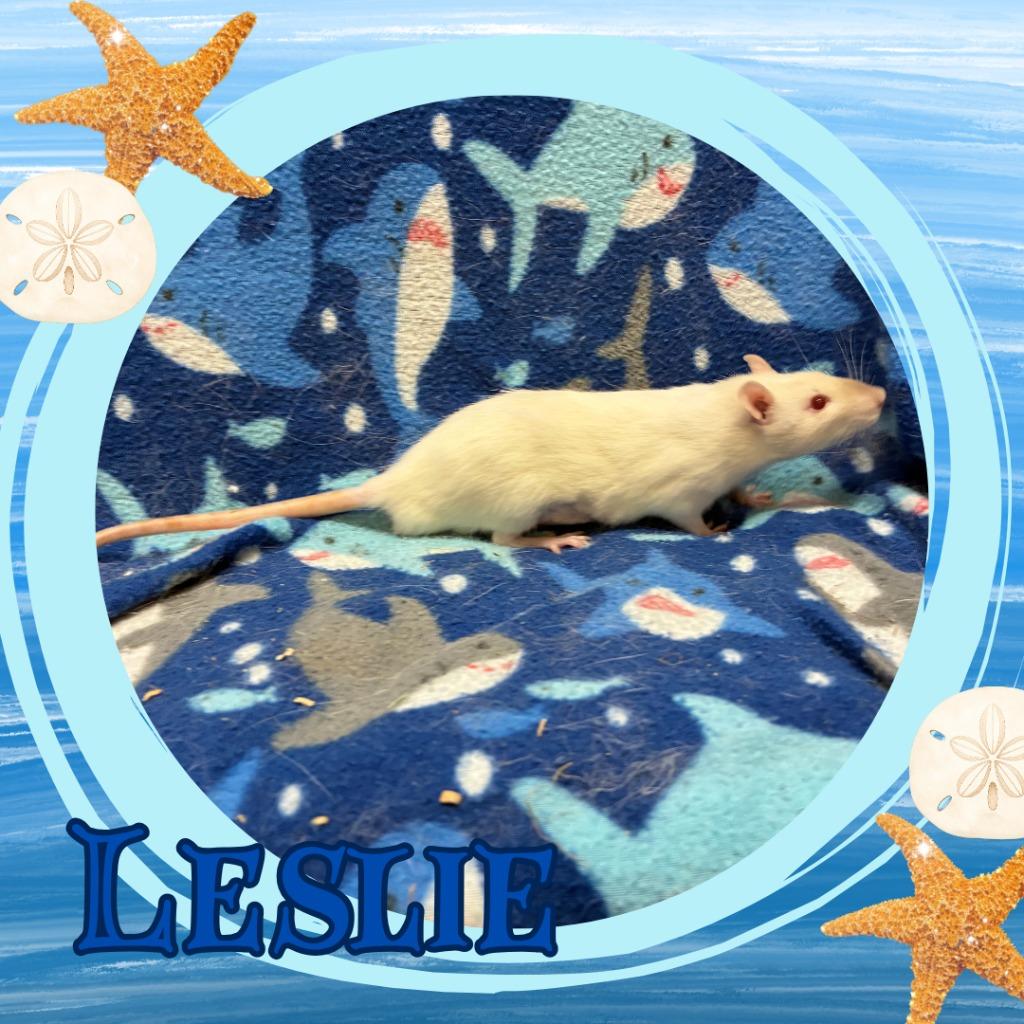 Enlarge Leslie, a Adoptable Rat in Elizabethtown, KY image 2/2