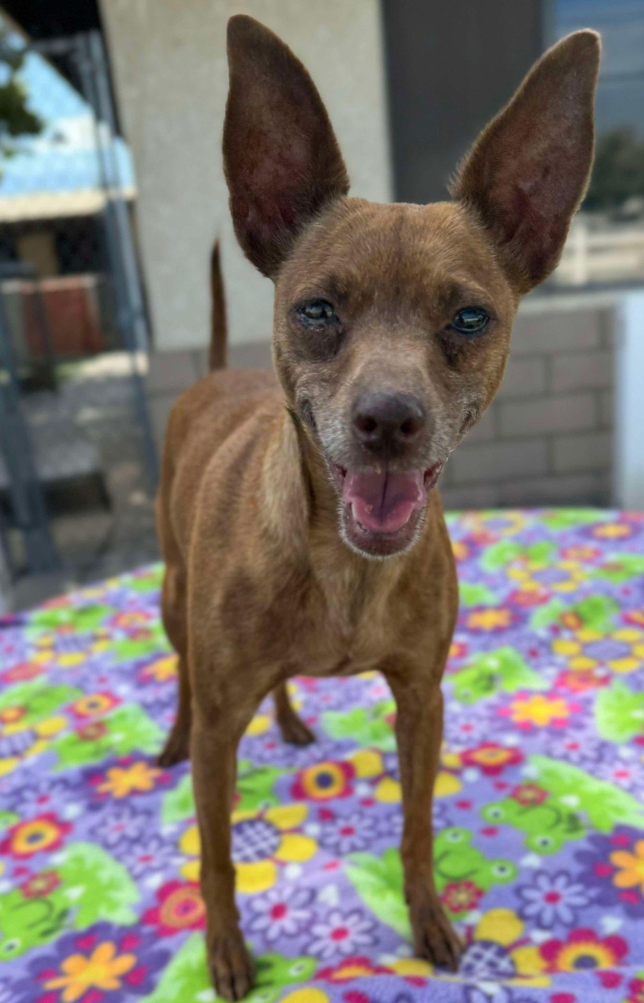 Cinnamon, Adoptable, Adult Female Chihuahua.