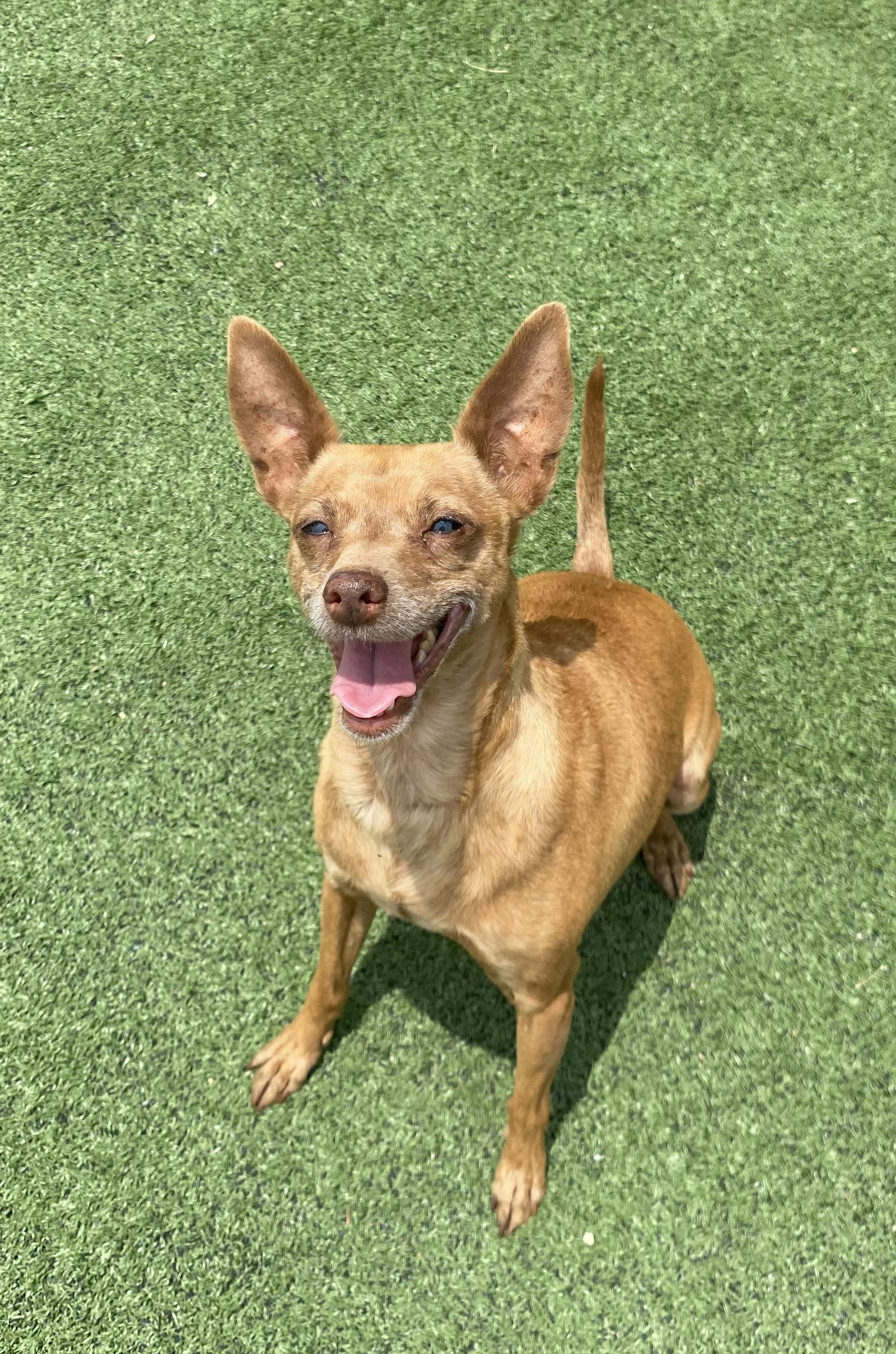 Cinnamon, a Adoptable Chihuahua in La Verne, CA image 2/3