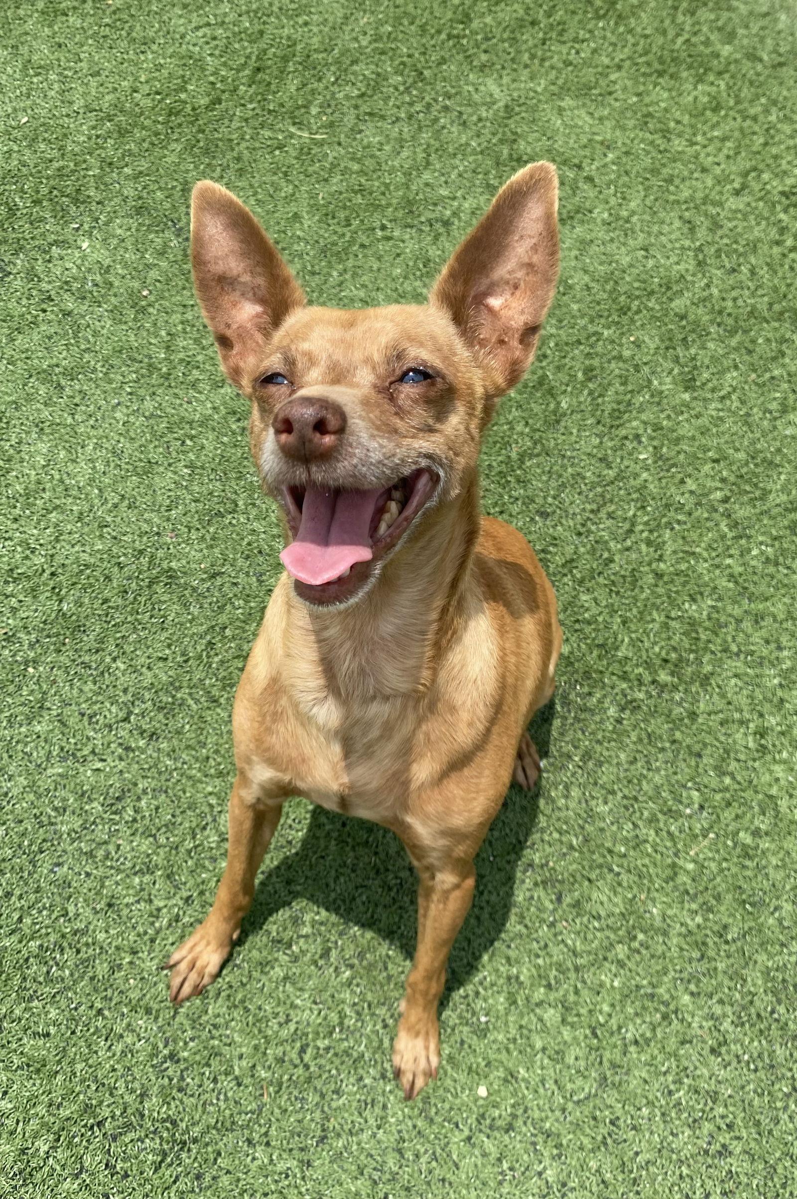 Cinnamon, a Adoptable Chihuahua in La Verne, CA image 3/3