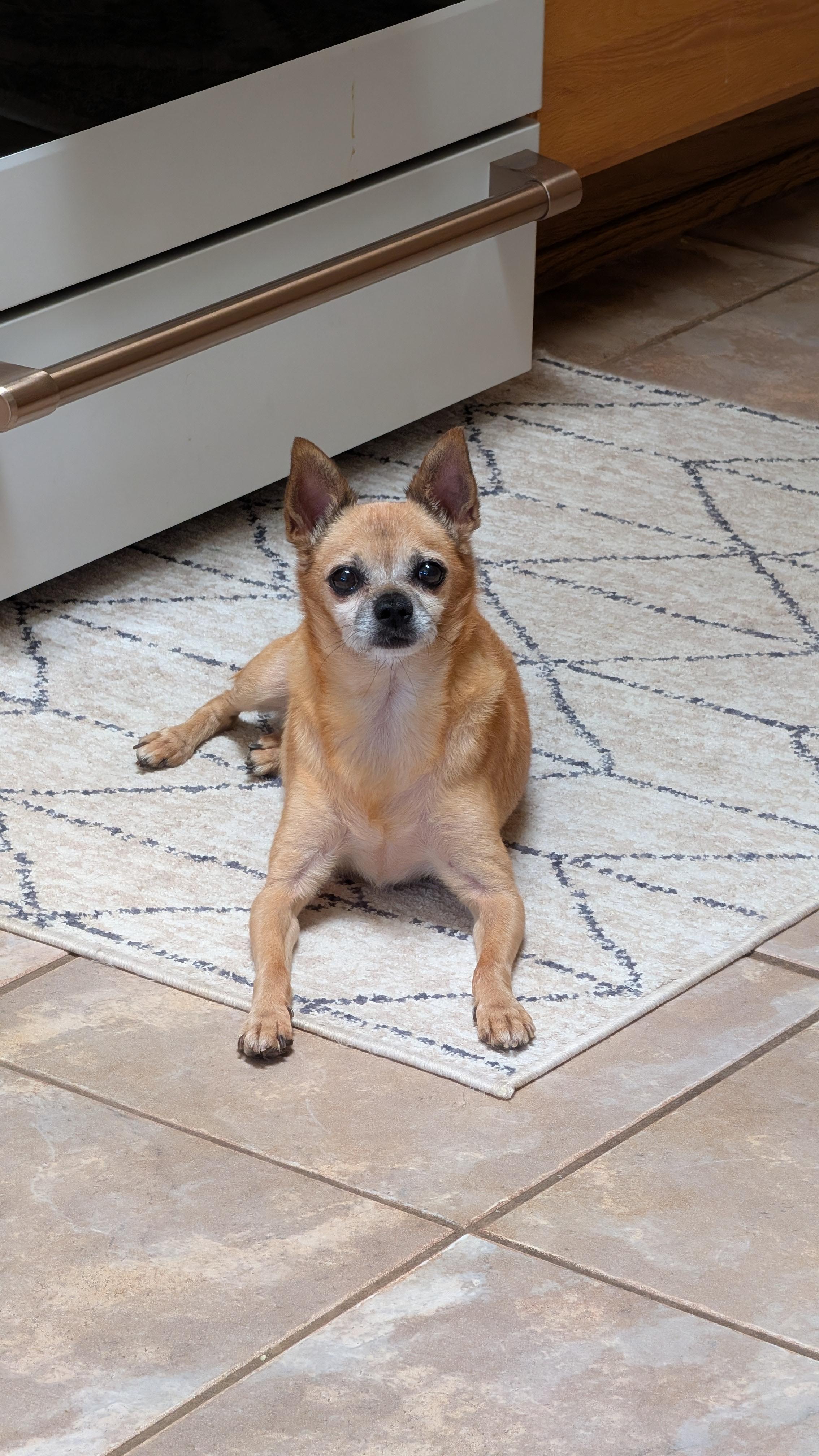 Enlarge Indy, a ADOPTABLE Chihuahua in Albuquerque, NM image 2/4