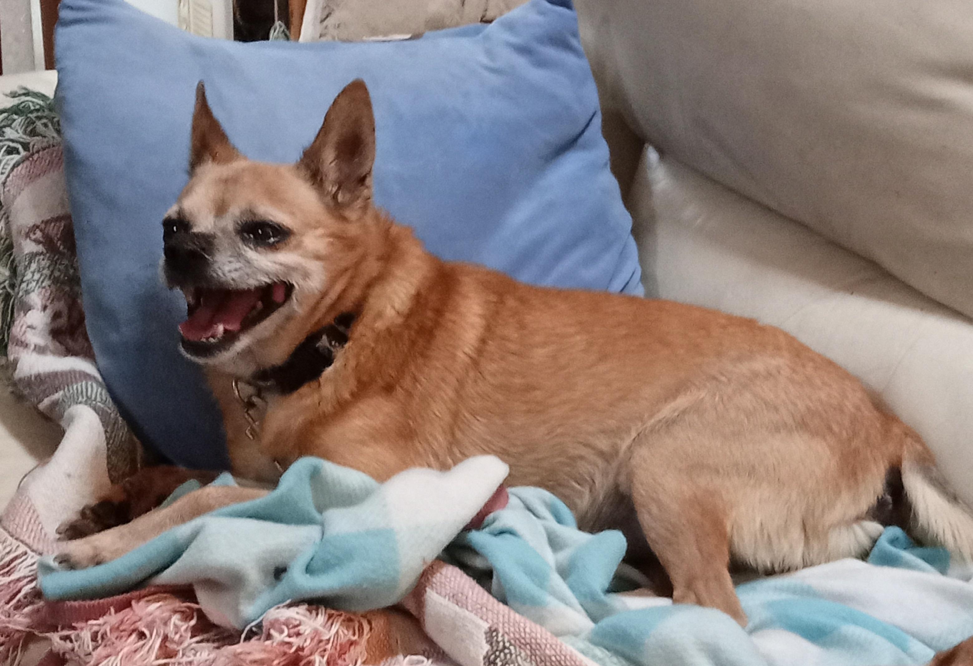 Indy, ADOPTABLE, Adult Male Chihuahua.