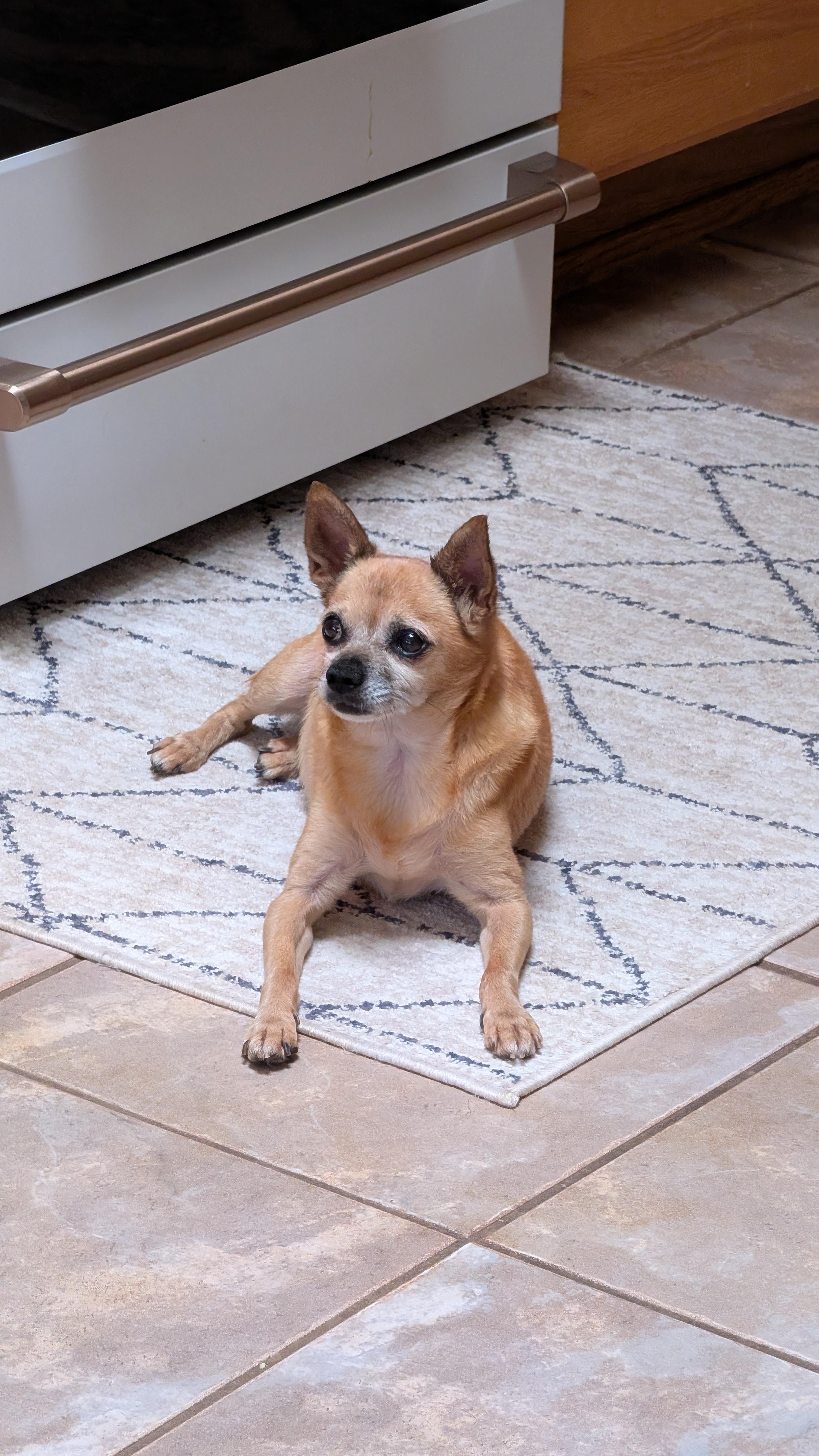 Indy, ADOPTABLE, Adult Male Chihuahua.