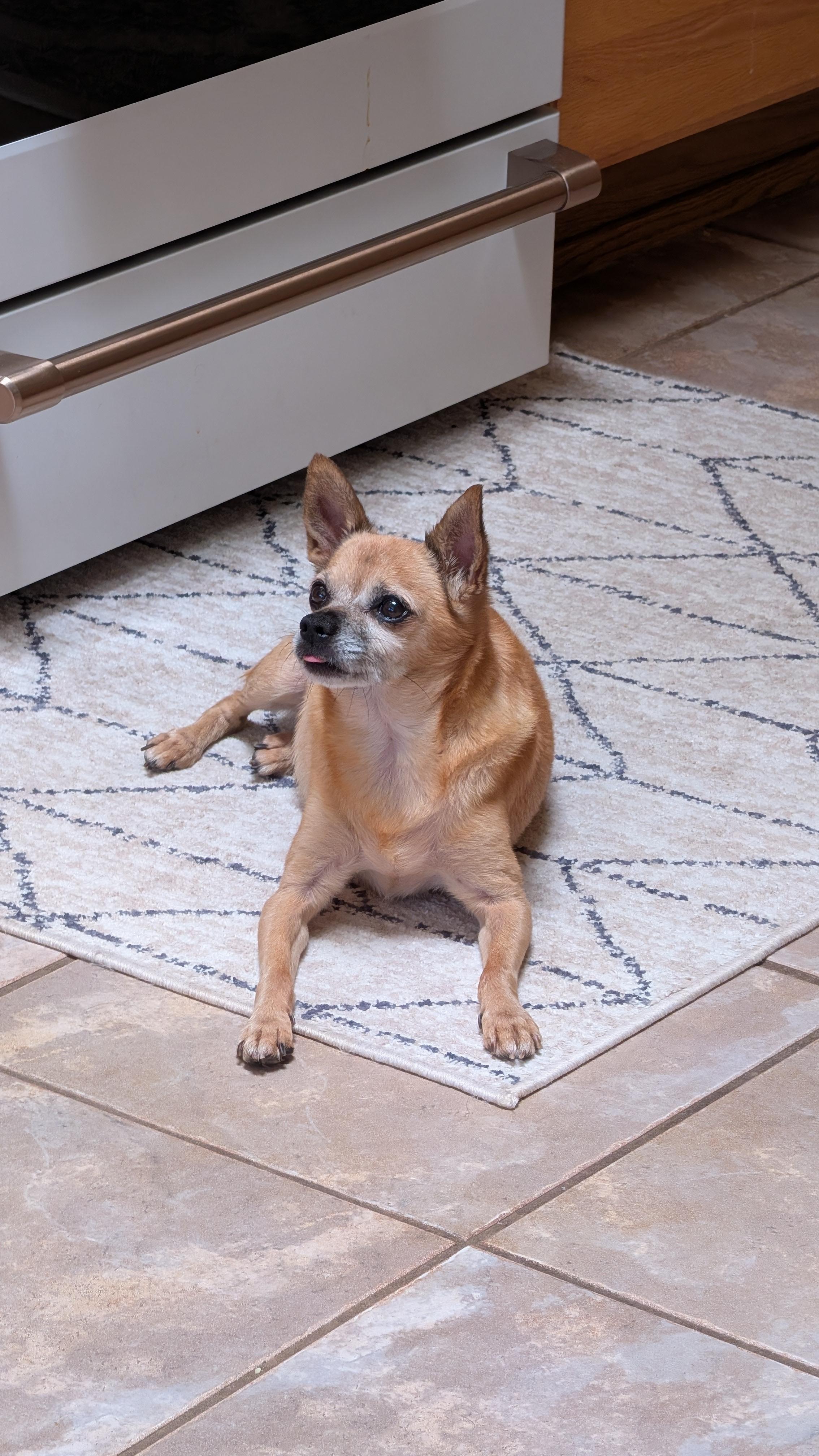 Enlarge Indy, a ADOPTABLE Chihuahua in Albuquerque, NM image 3/4