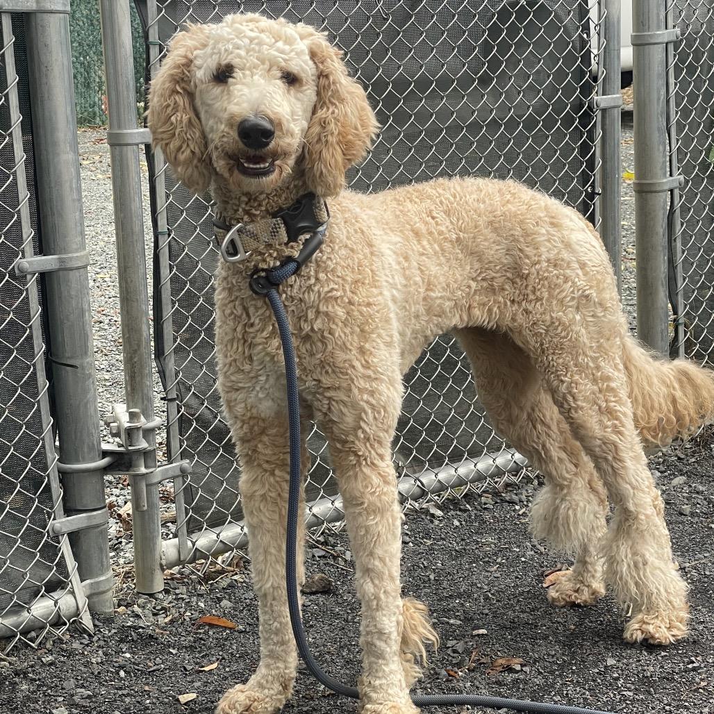 "Birdy", Adopted, Adult Female Golden Retriever & Poodle.