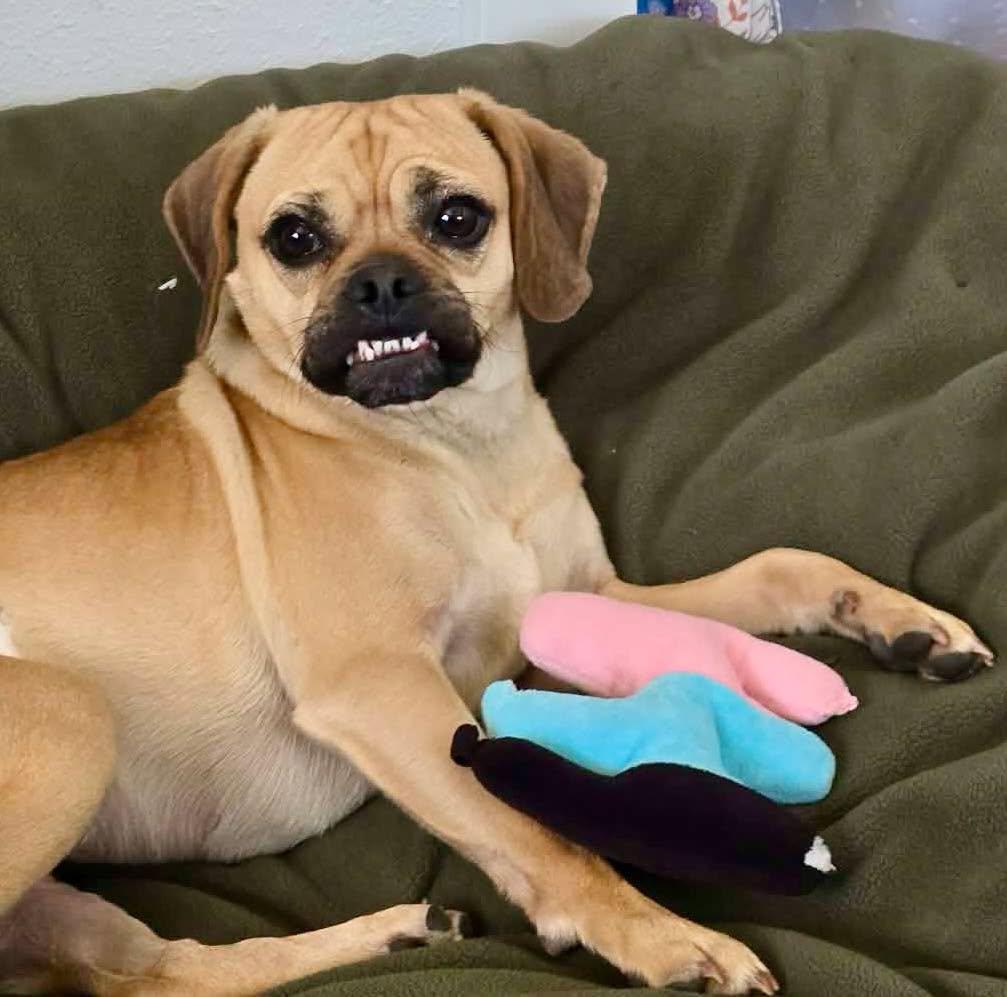 Enlarge Frankie, a Adoptable mixed breed in LEWISTON, ID image 4/5