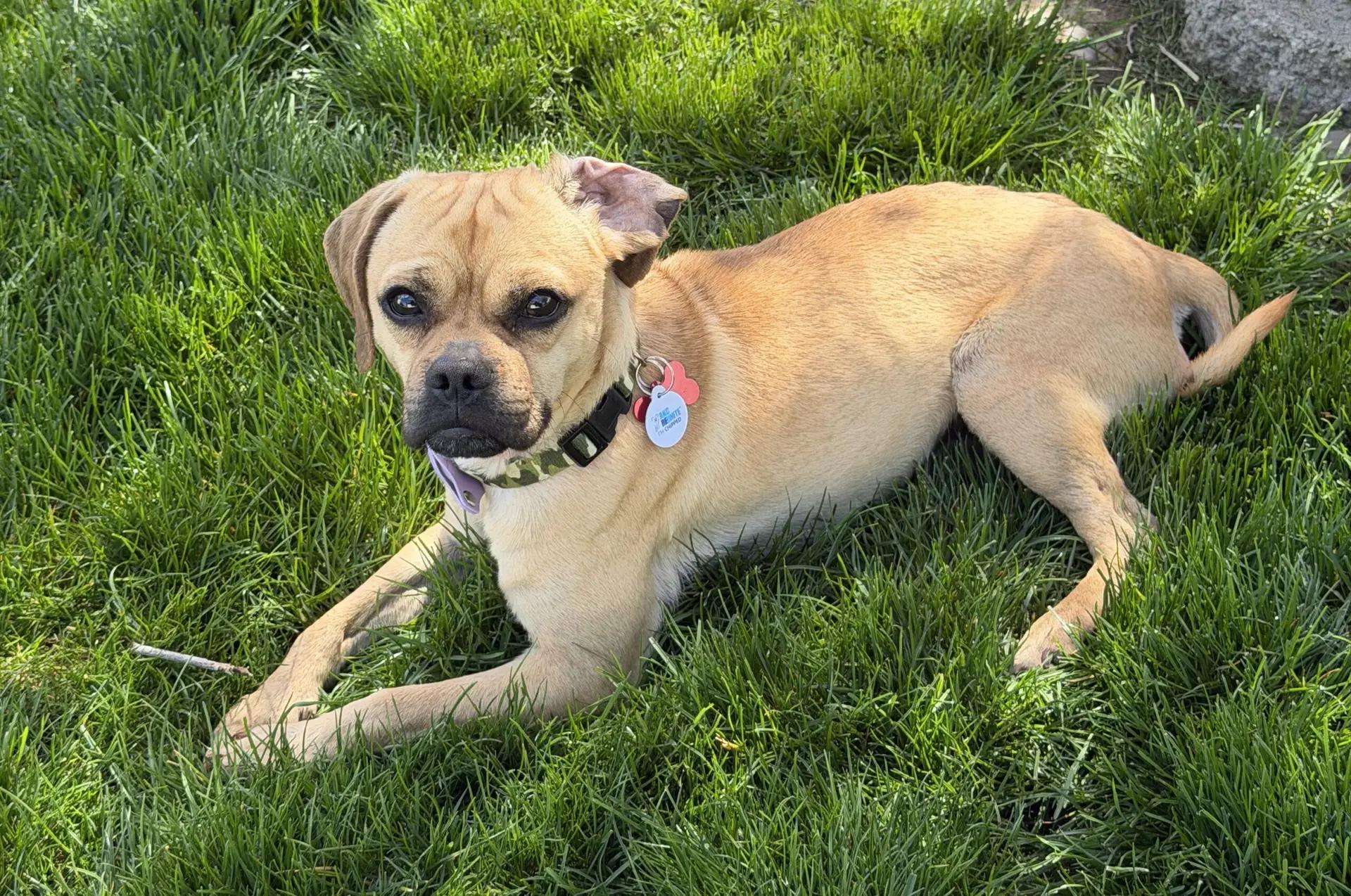 Enlarge Frankie, a Adoptable mixed breed in LEWISTON, ID image 5/5