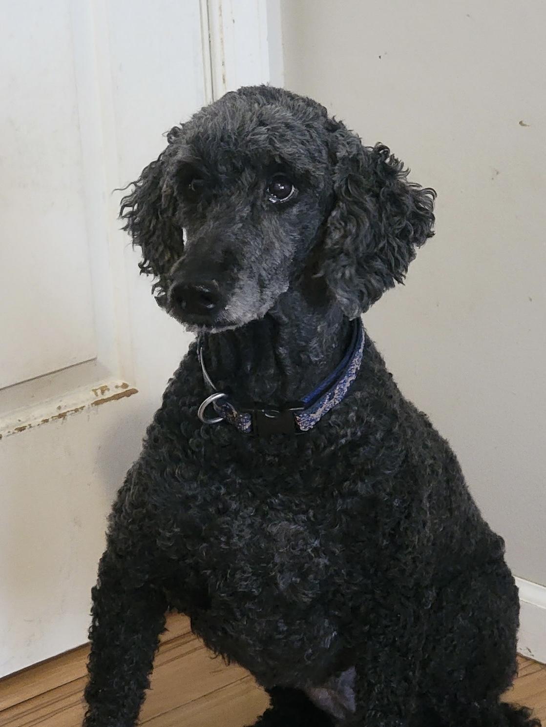 Abra, ADOPTABLE, Senior Female Standard Poodle.