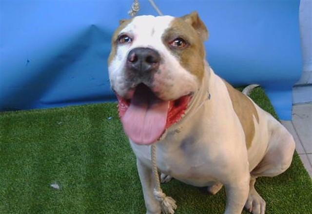 CHANCE, Adoptable, Adult Male Pit Bull Terrier.