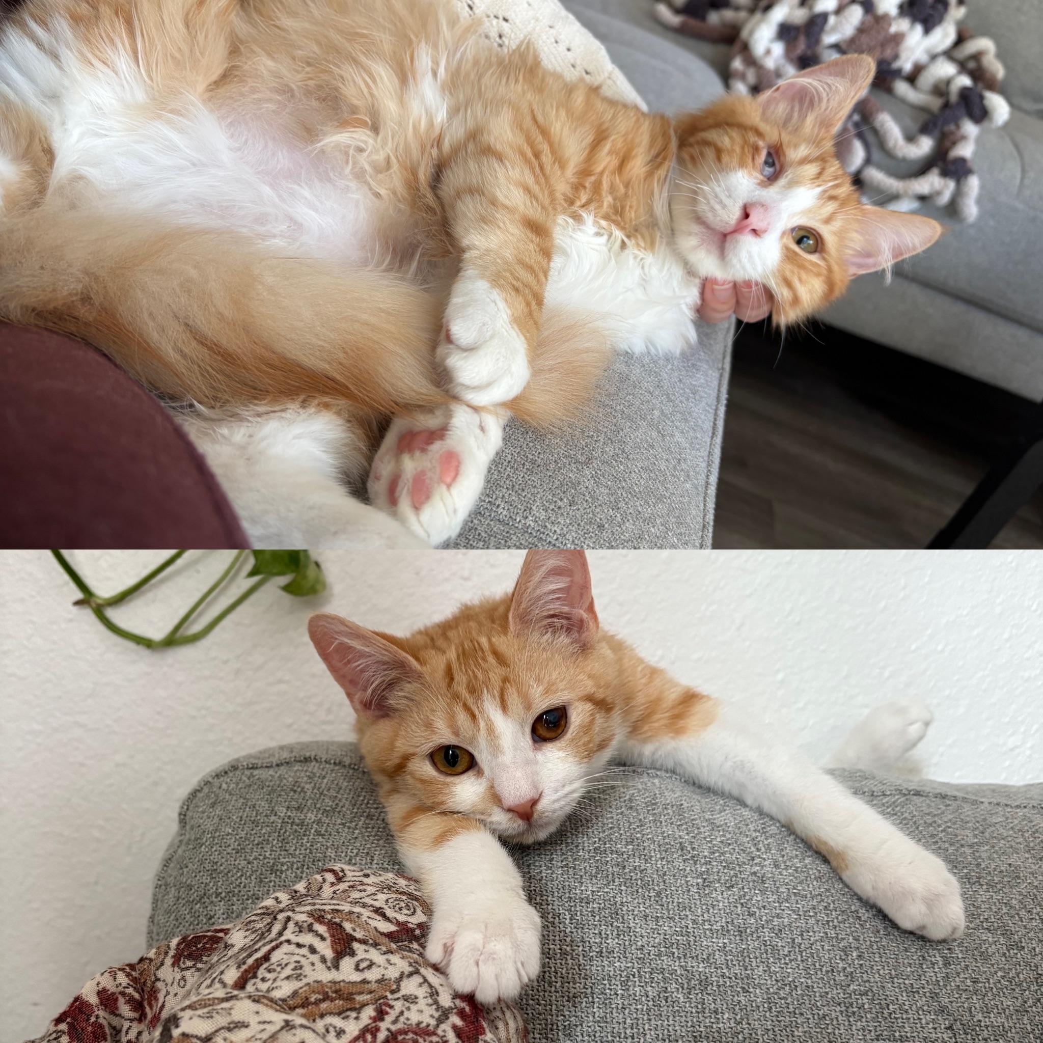Hannibal and Templeton - The Orange Bros