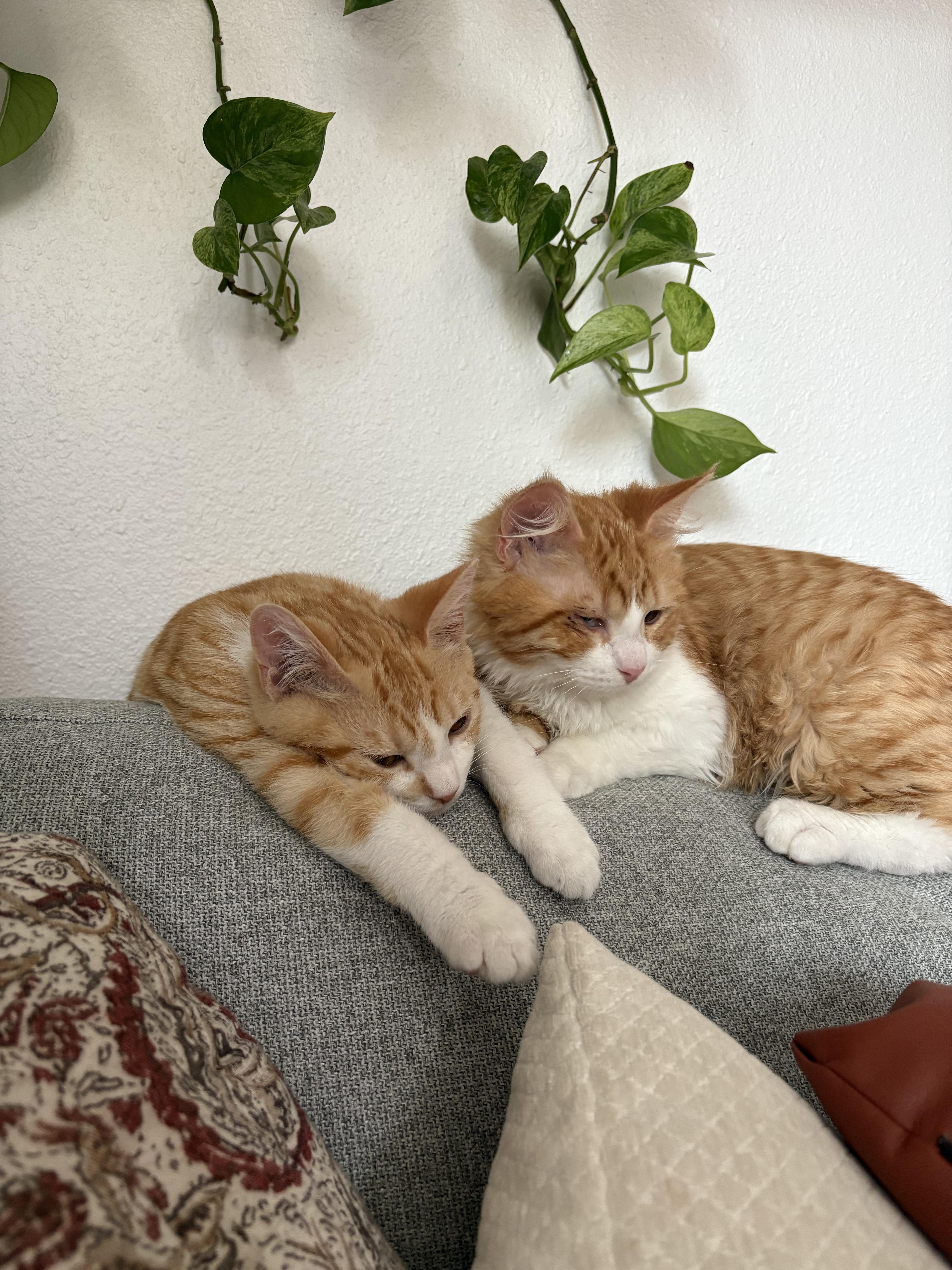 Hannibal and Templeton - The Orange Bros