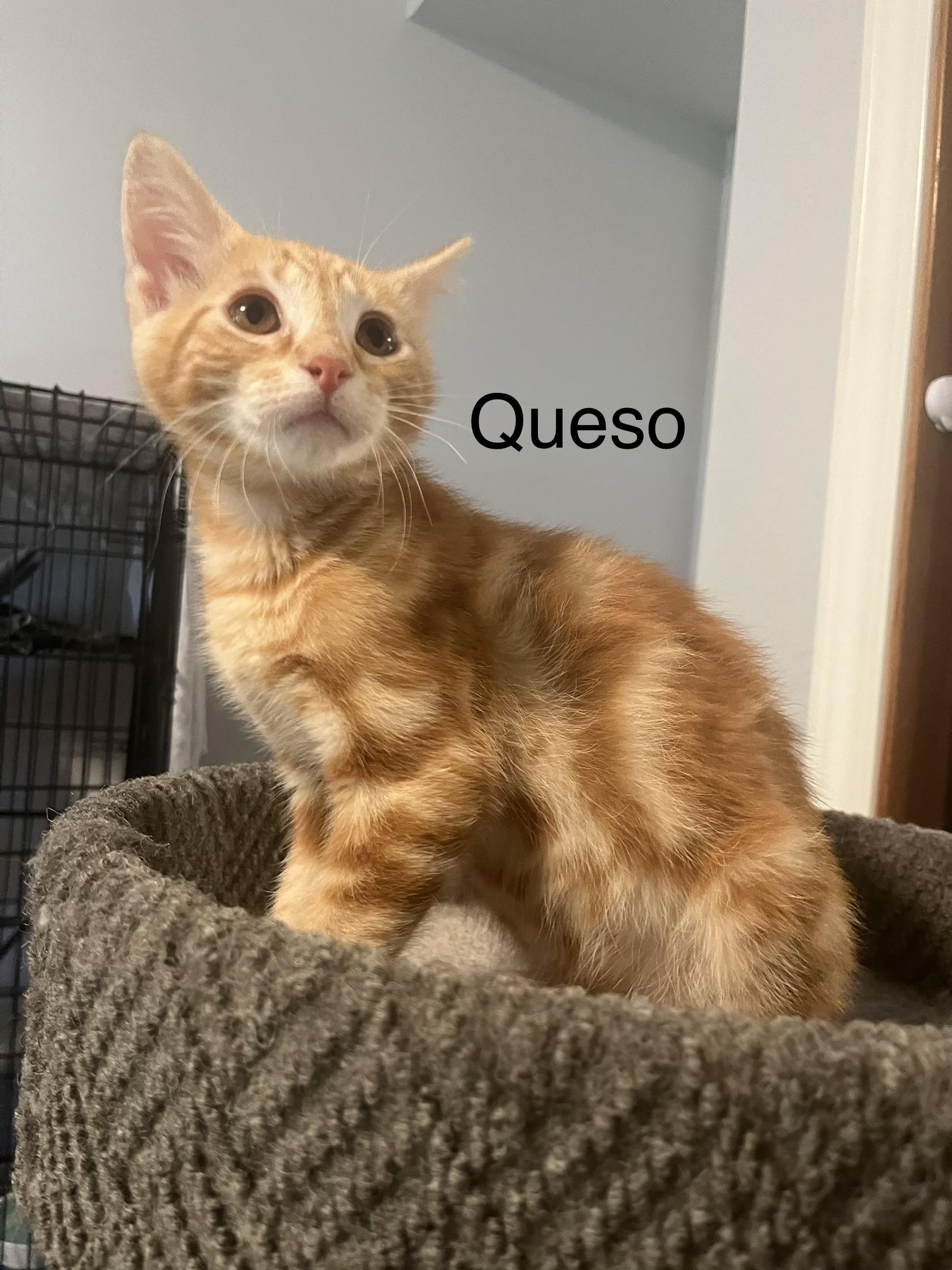 Enlarge Queso, a ADOPTABLE Tabby in Oakley, CA image 1/3